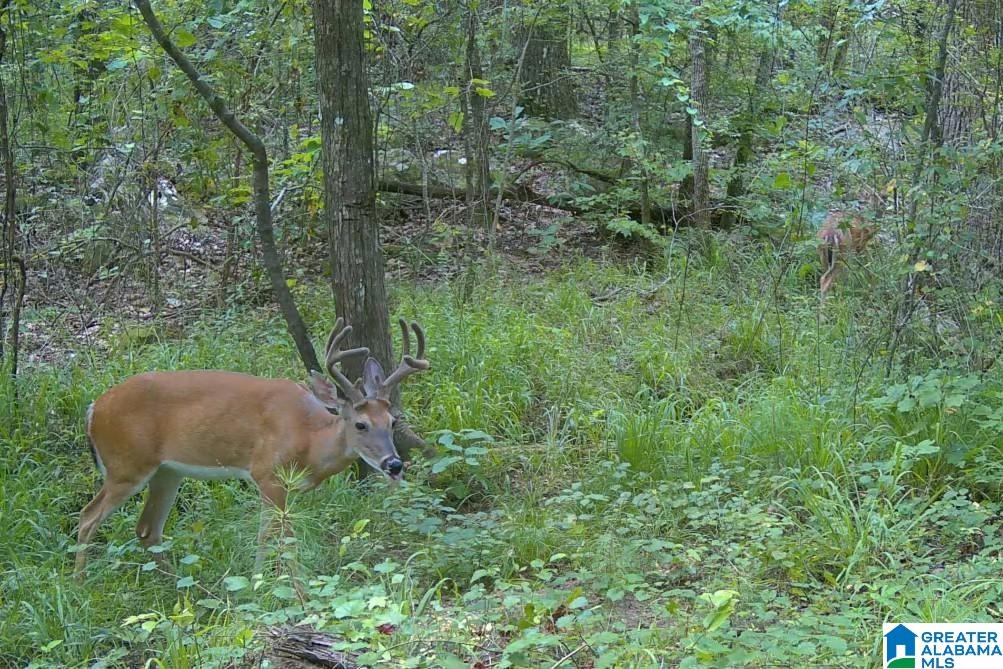 Homes for sale in Pell City, AL | 0 Kanasita Dr, Pell City, AL 35128 | MLS# 21441467