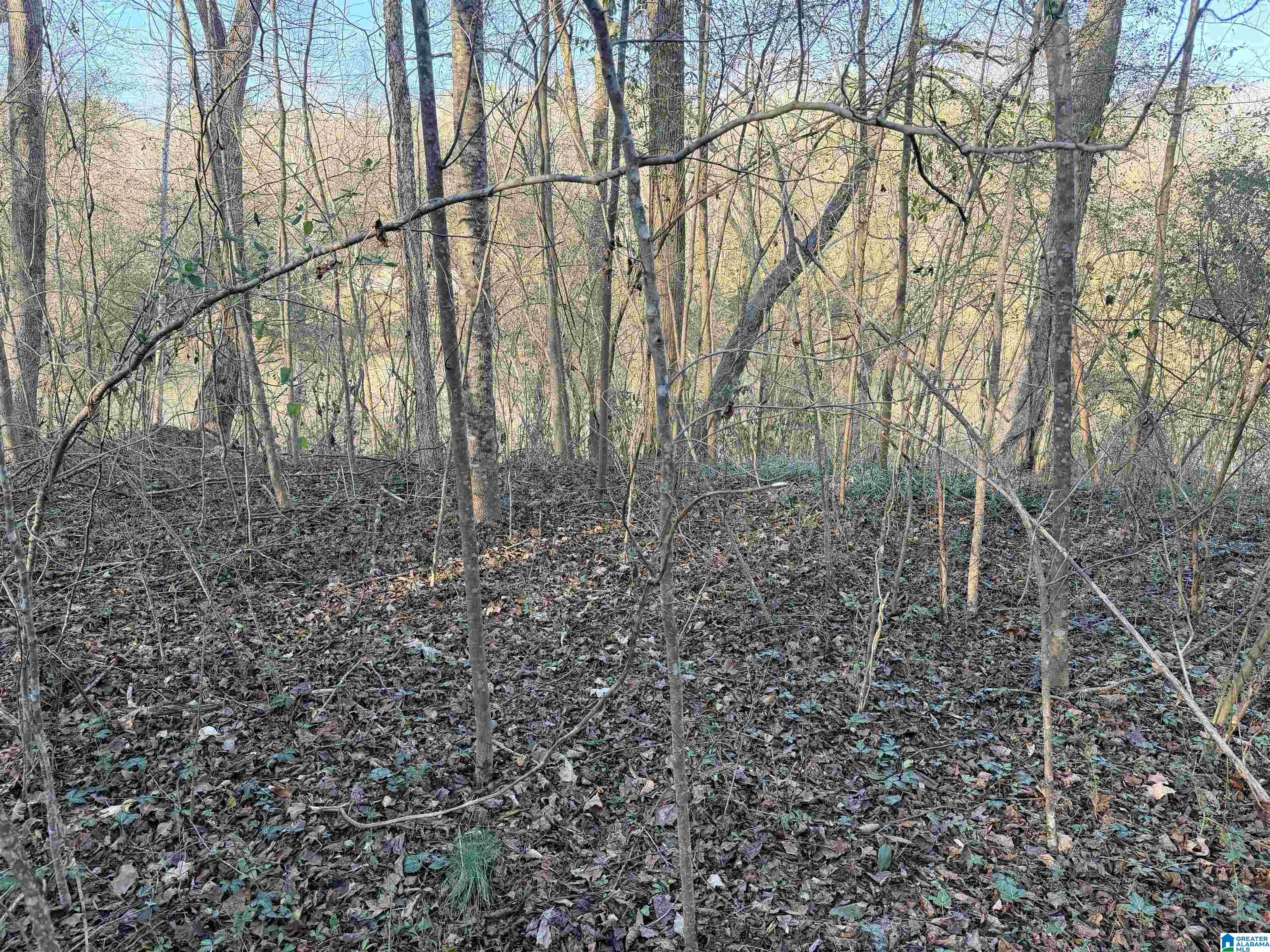 Homes for sale in Cordova, AL | 001 Scott Road, Cordova, AL 35550 | MLS# 21441498