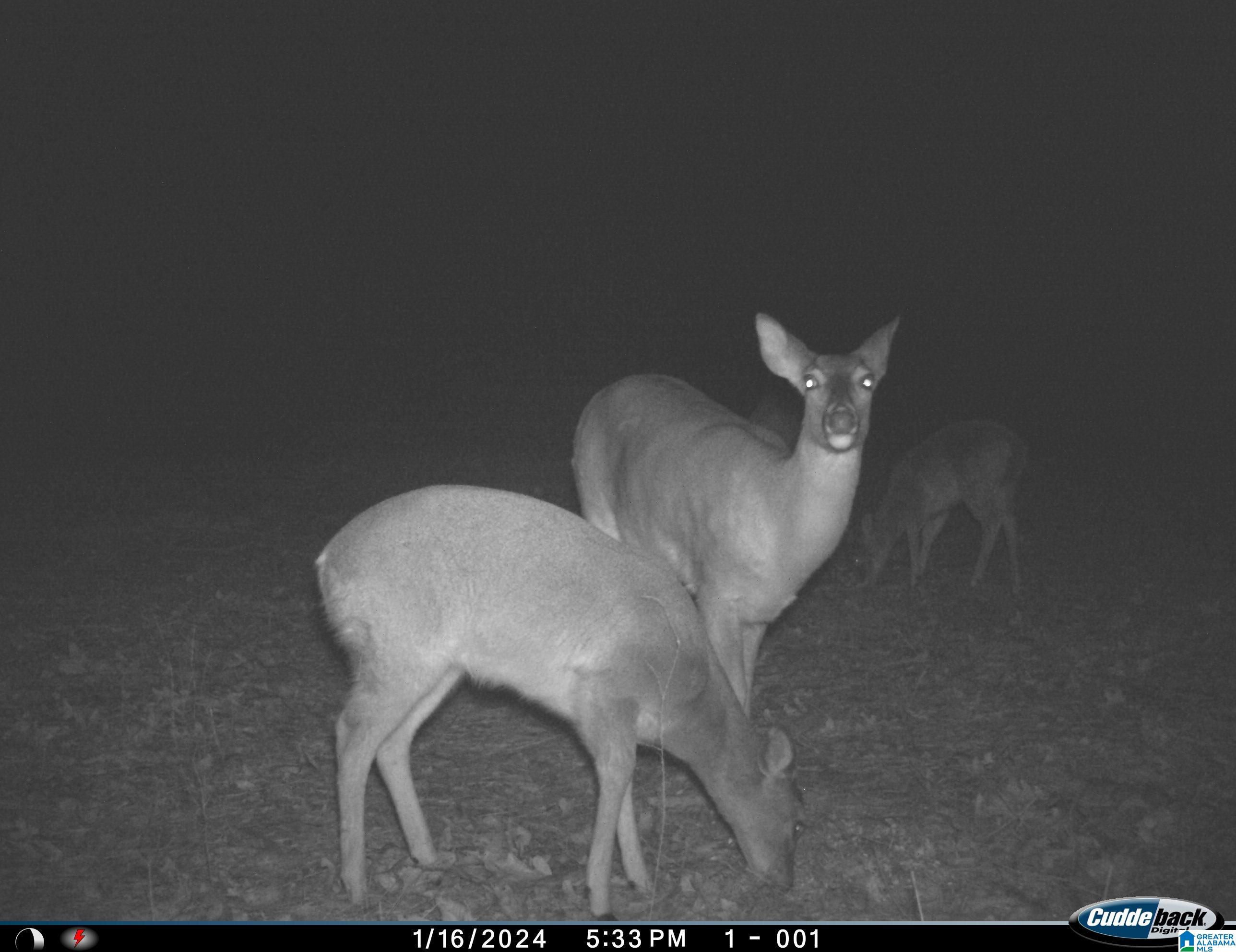 Homes for sale in Morris, AL | 1705 Hagood Mtn Road, Morris, AL 35116 | MLS# 21441925