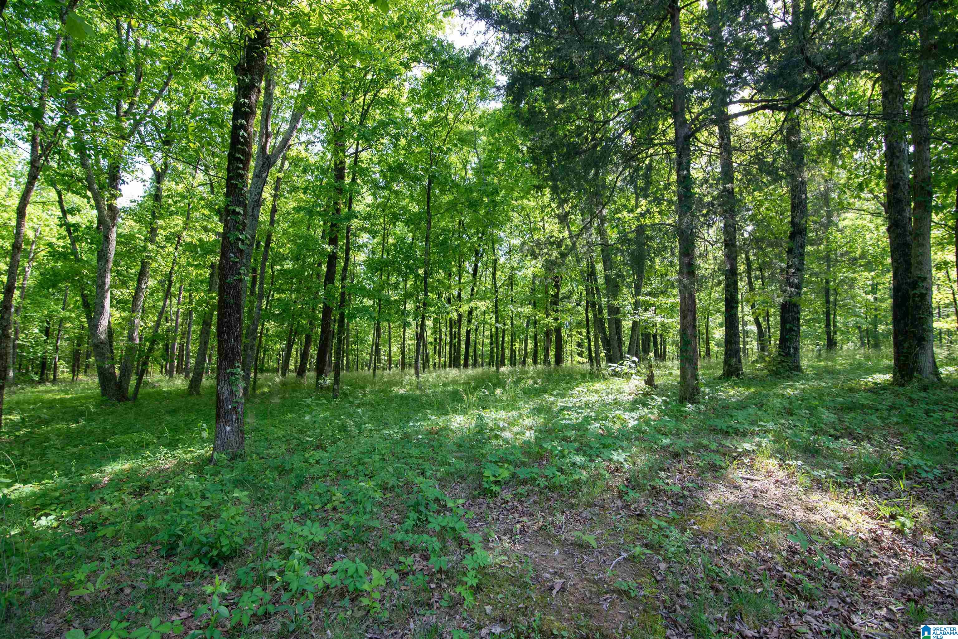 Homes for sale in Somerville, AL | 0 Apple Grove Road, Somerville, AL 35670 | MLS# 21443006