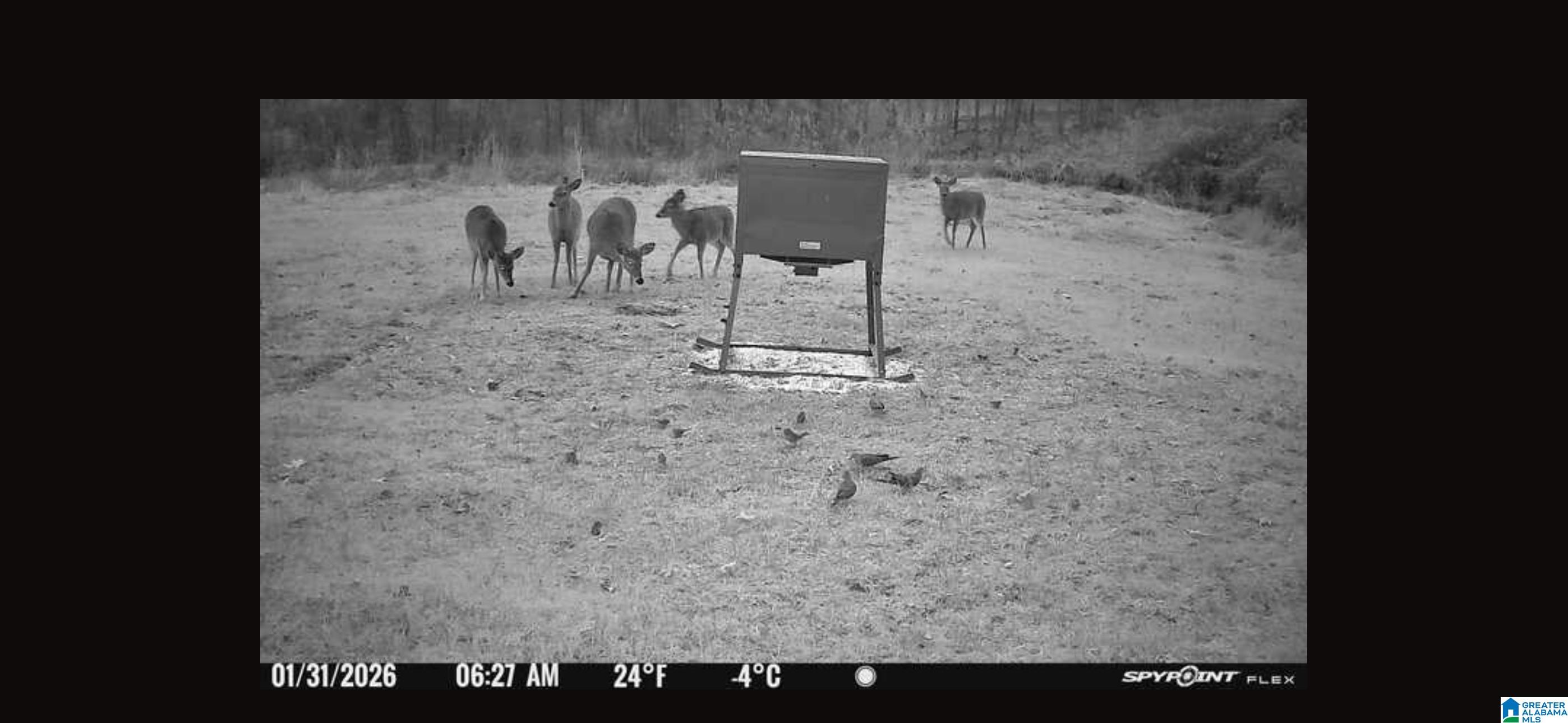 Homes for sale in Heflin, AL | 4424 County Road 66, Heflin, AL 36264 | MLS# 21443744