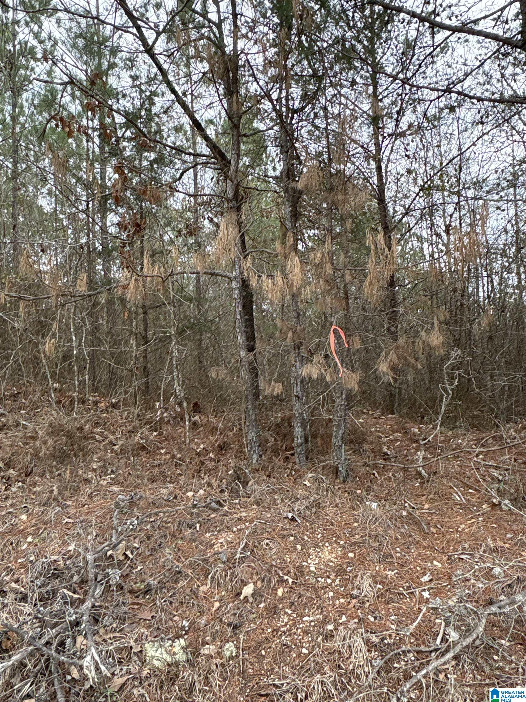 Homes for sale in Clanton, AL | 0 County Road 256, Clanton, AL 35046 | MLS# 21443971