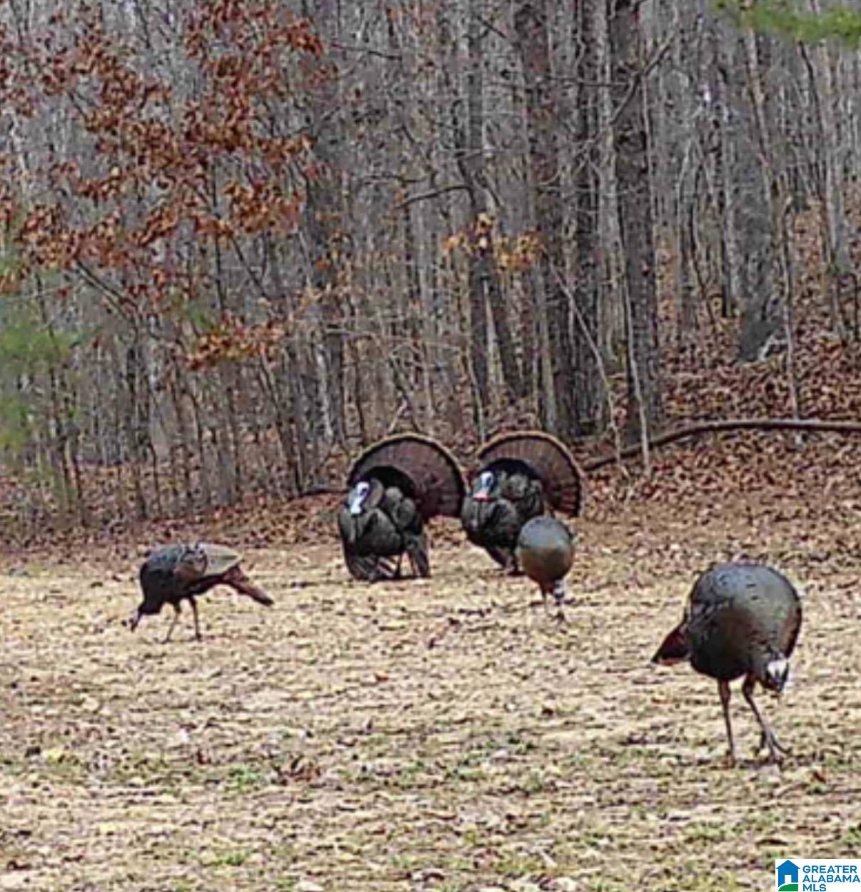 Homes for sale in Fayette, AL | 6171 Hwy 102, Fayette, AL 35555 | MLS# 21444540