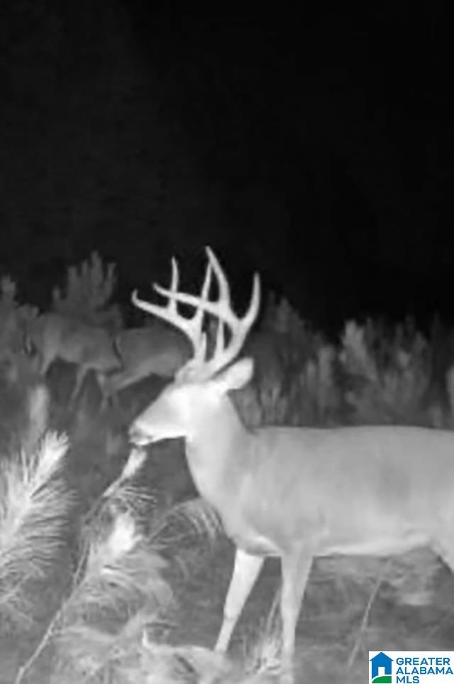 Homes for sale in Woodland, AL | 582 County Road 71, Woodland, AL 36280 | MLS# 21444734