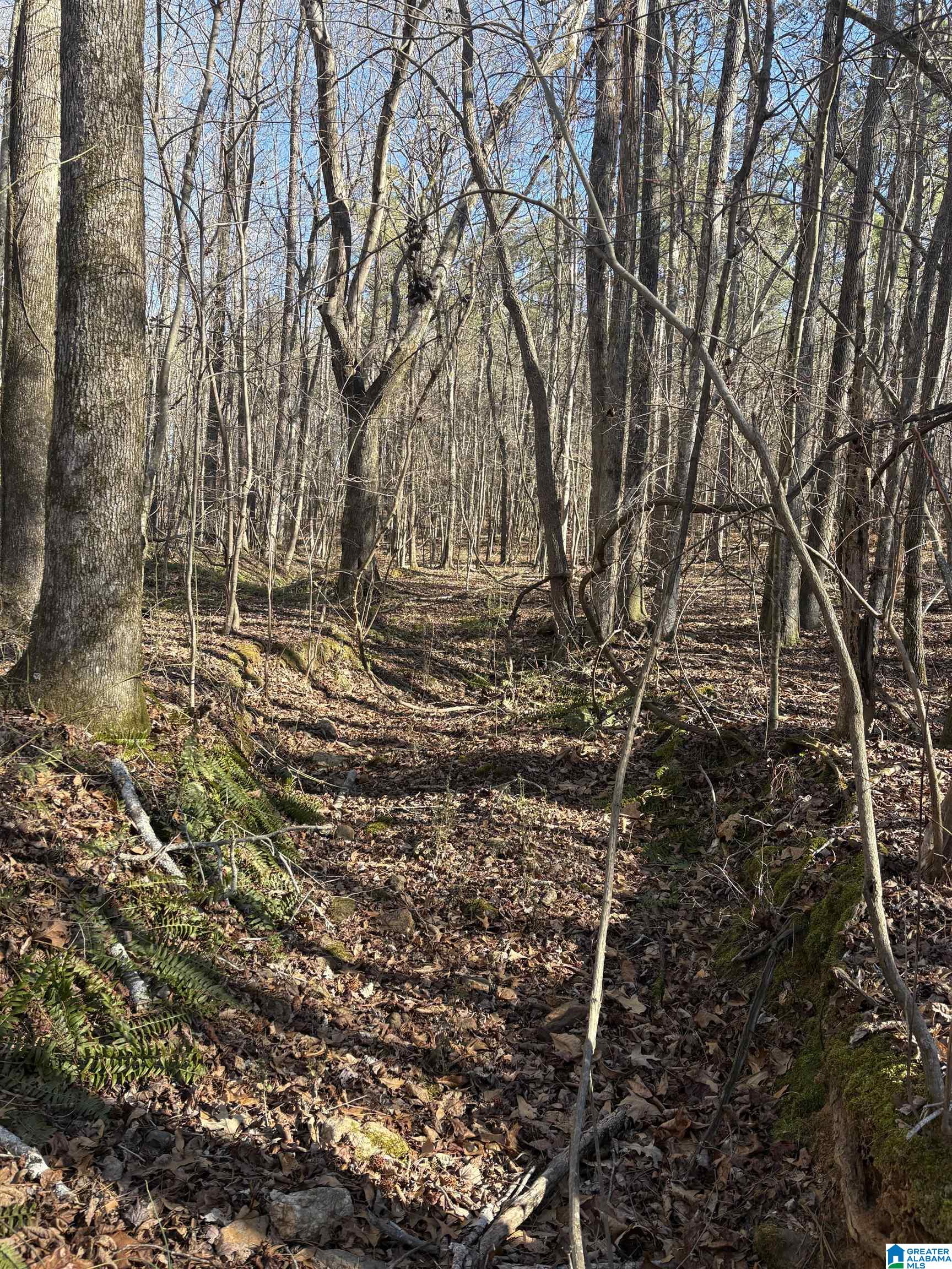 Homes for sale in Woodland, AL | 27 +/- Acres County Road 71, Woodland, AL 36280 | MLS# 21444953