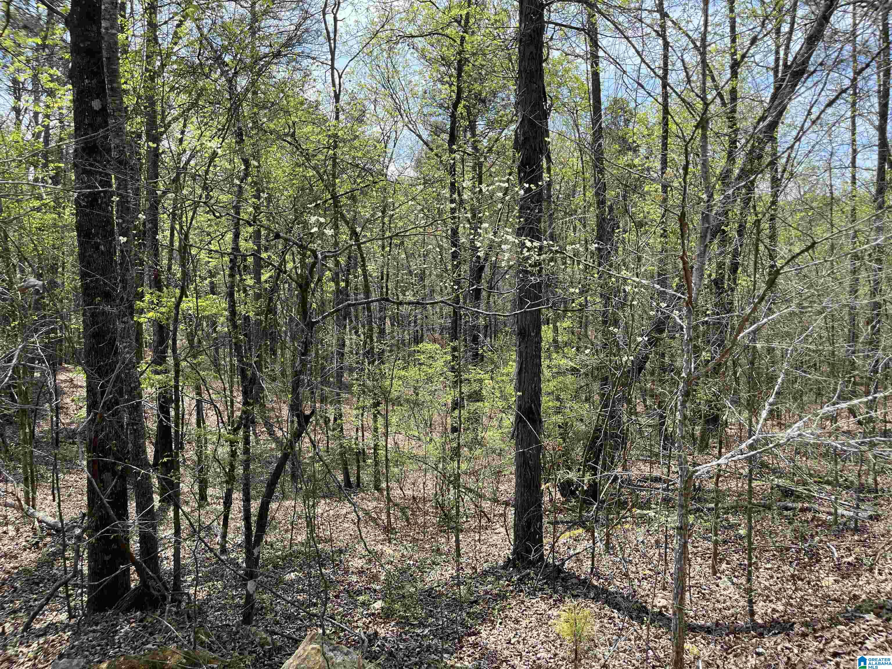 Homes for sale in County, AL | Saint Judes Lane, County, AL 35160 | MLS# 21445577