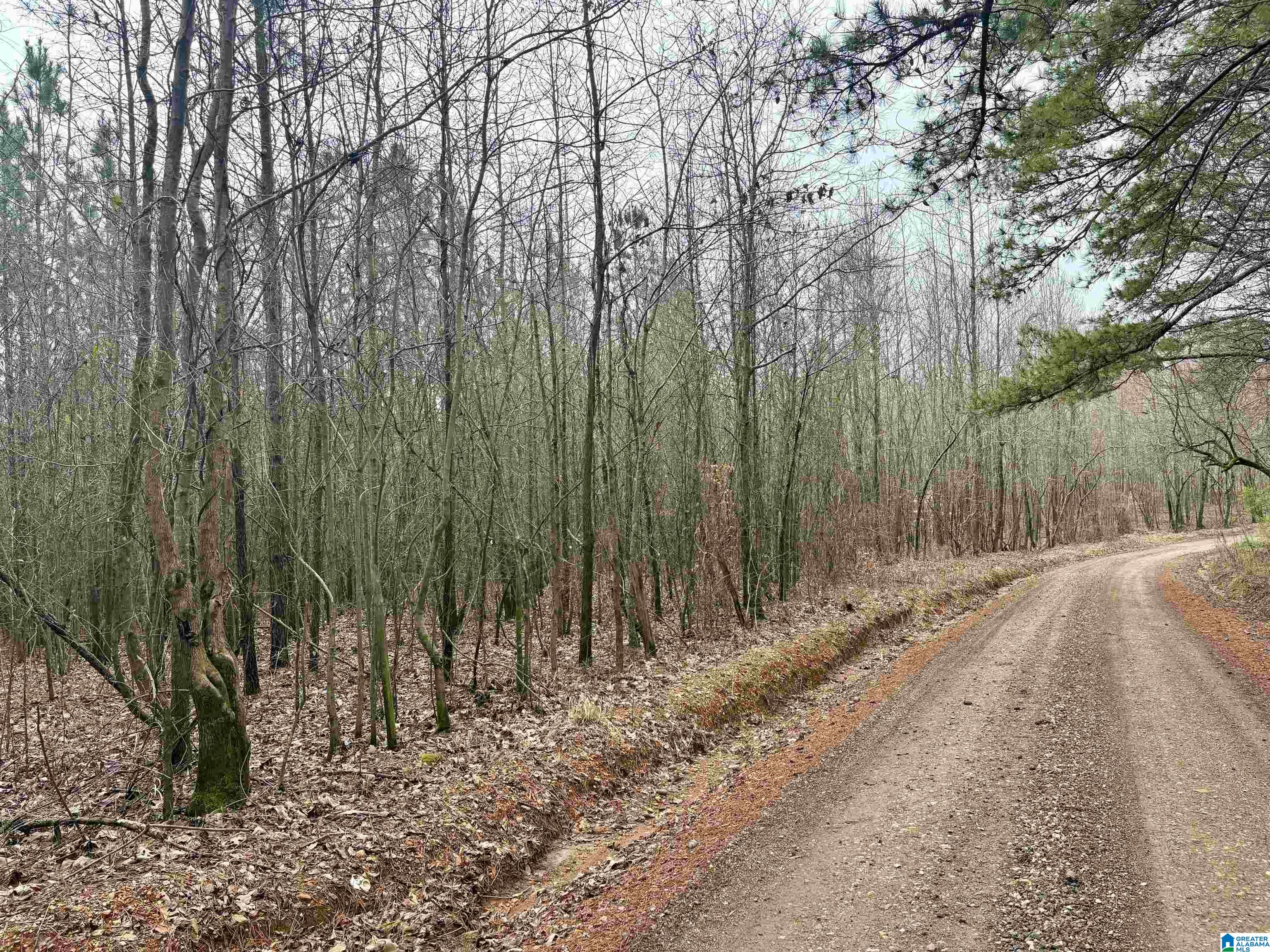 Homes for sale in Ranburne, AL | 0 County Road 670, Ranburne, AL 36273 | MLS# 21445985