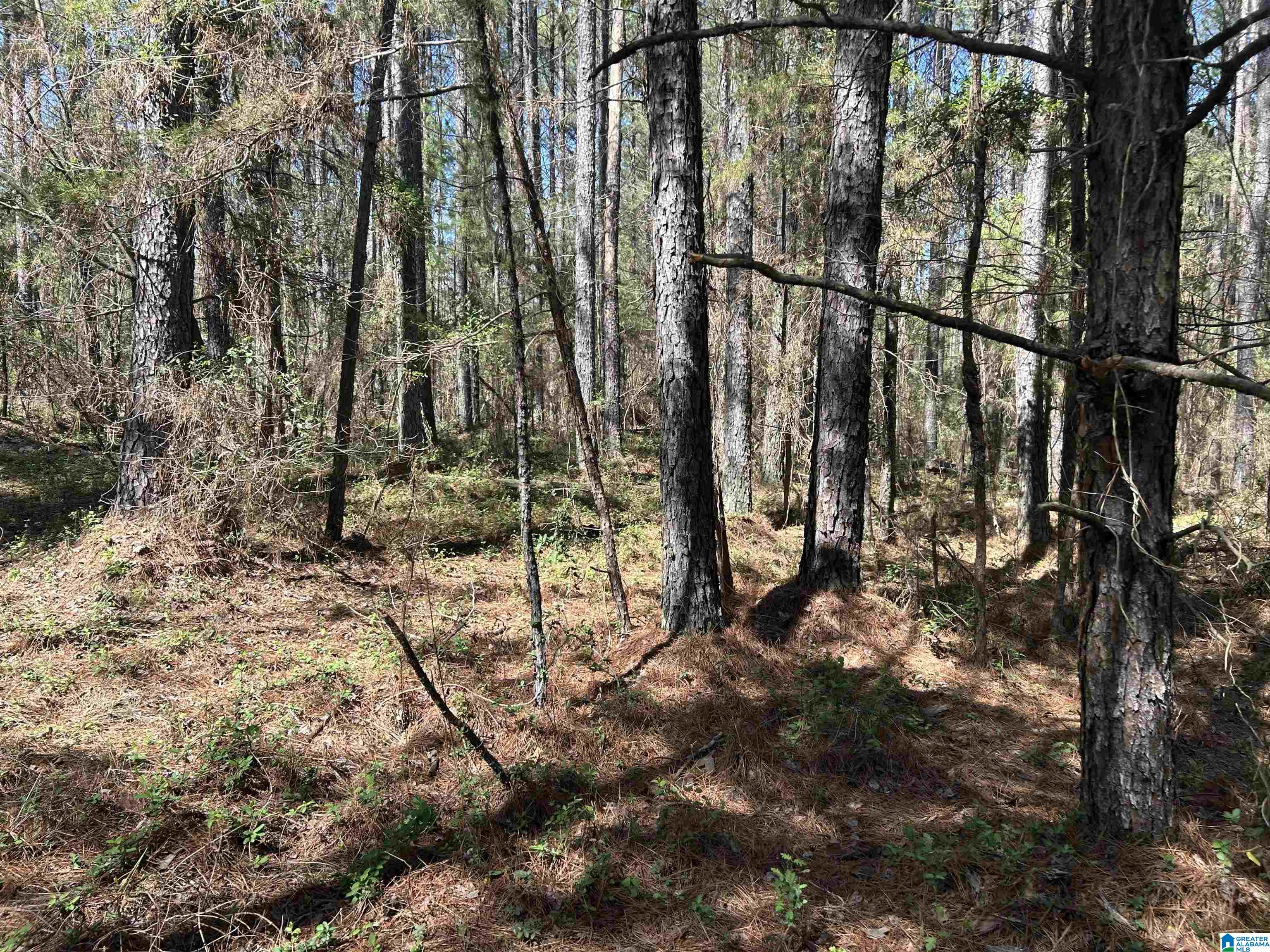 Homes for sale in Brookwood, AL | 61 Acres Bent Twig Lane, Brookwood, AL 35444 | MLS# 21446482