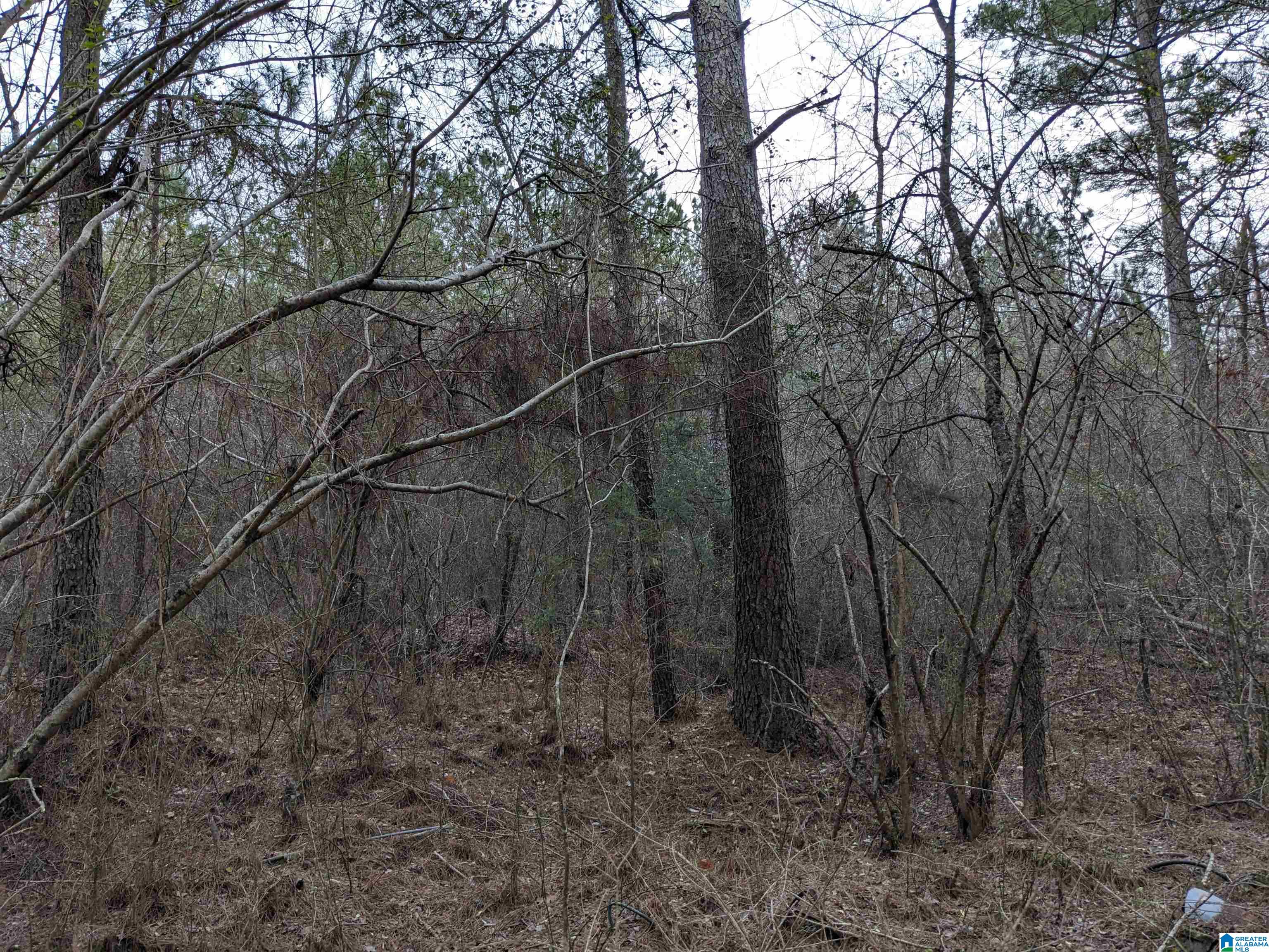 Homes for sale in Haleyville, AL | 0 County Road 183, Haleyville, AL 35565 | MLS# 21449497