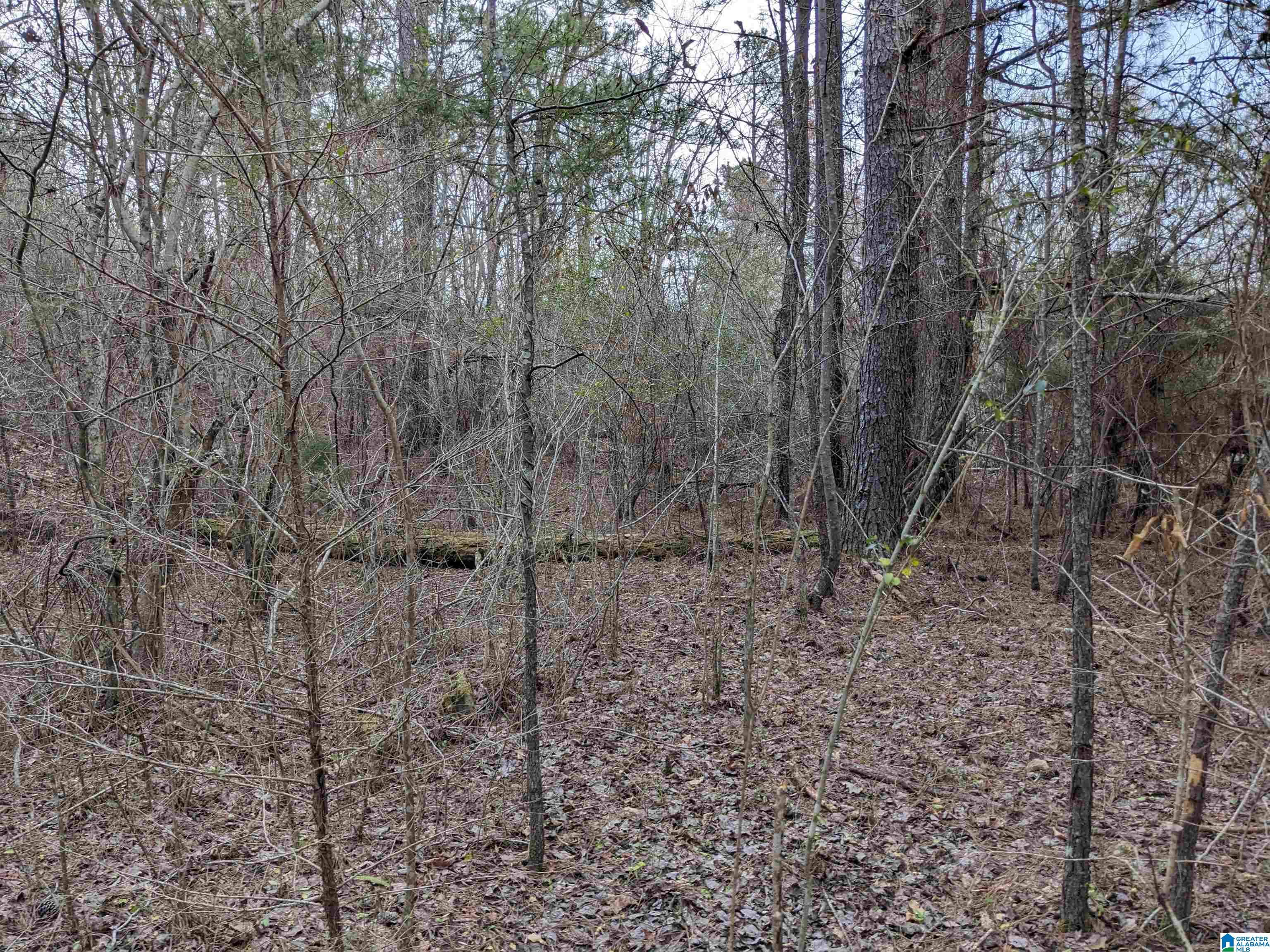 Homes for sale in Haleyville, AL | 0 County Road 183, Haleyville, AL 35565 | MLS# 21449497