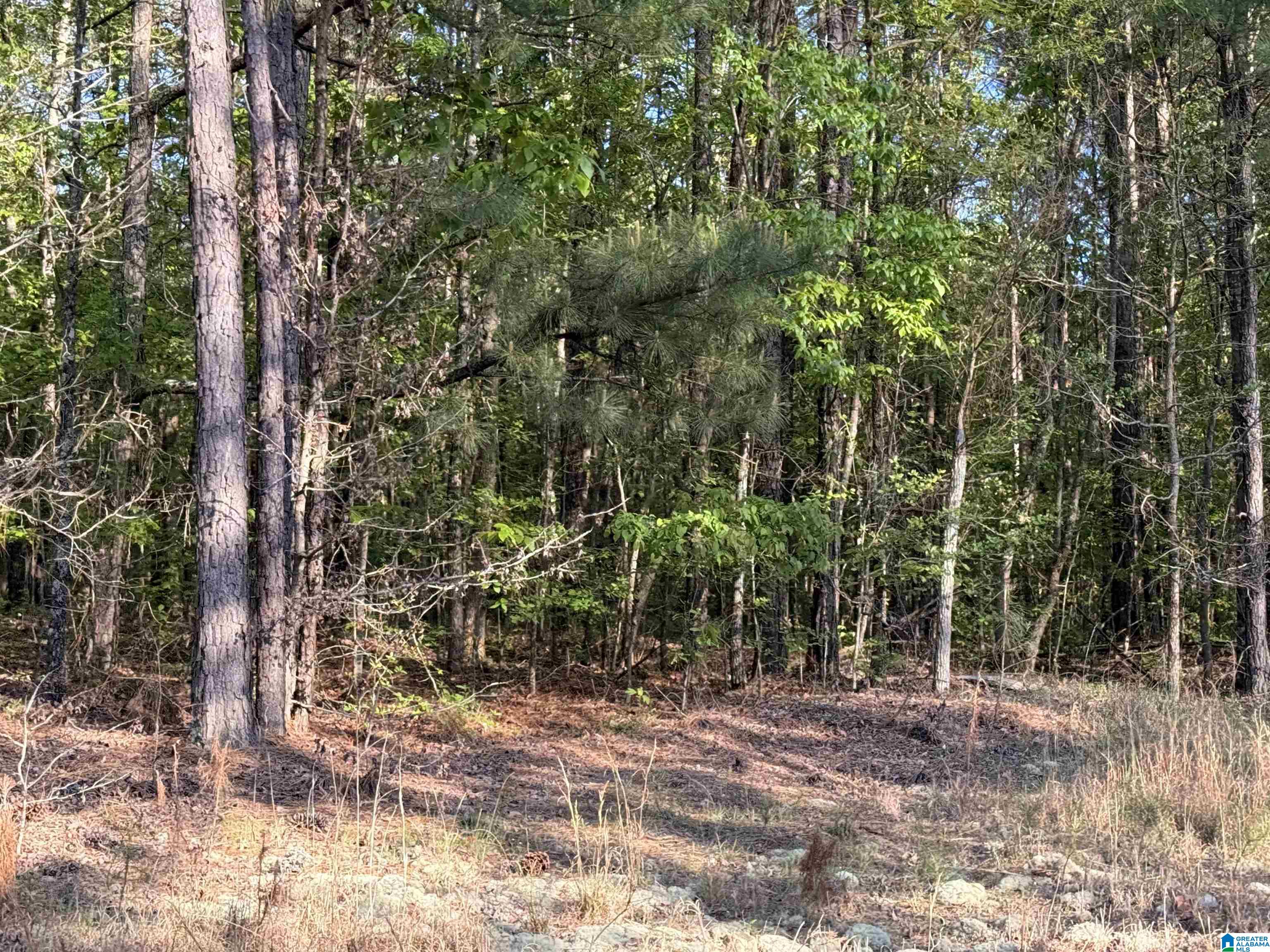 Homes for sale in Vincent, AL | 0 Piney Woods Road, Vincent, AL 35178 | MLS# 21450235