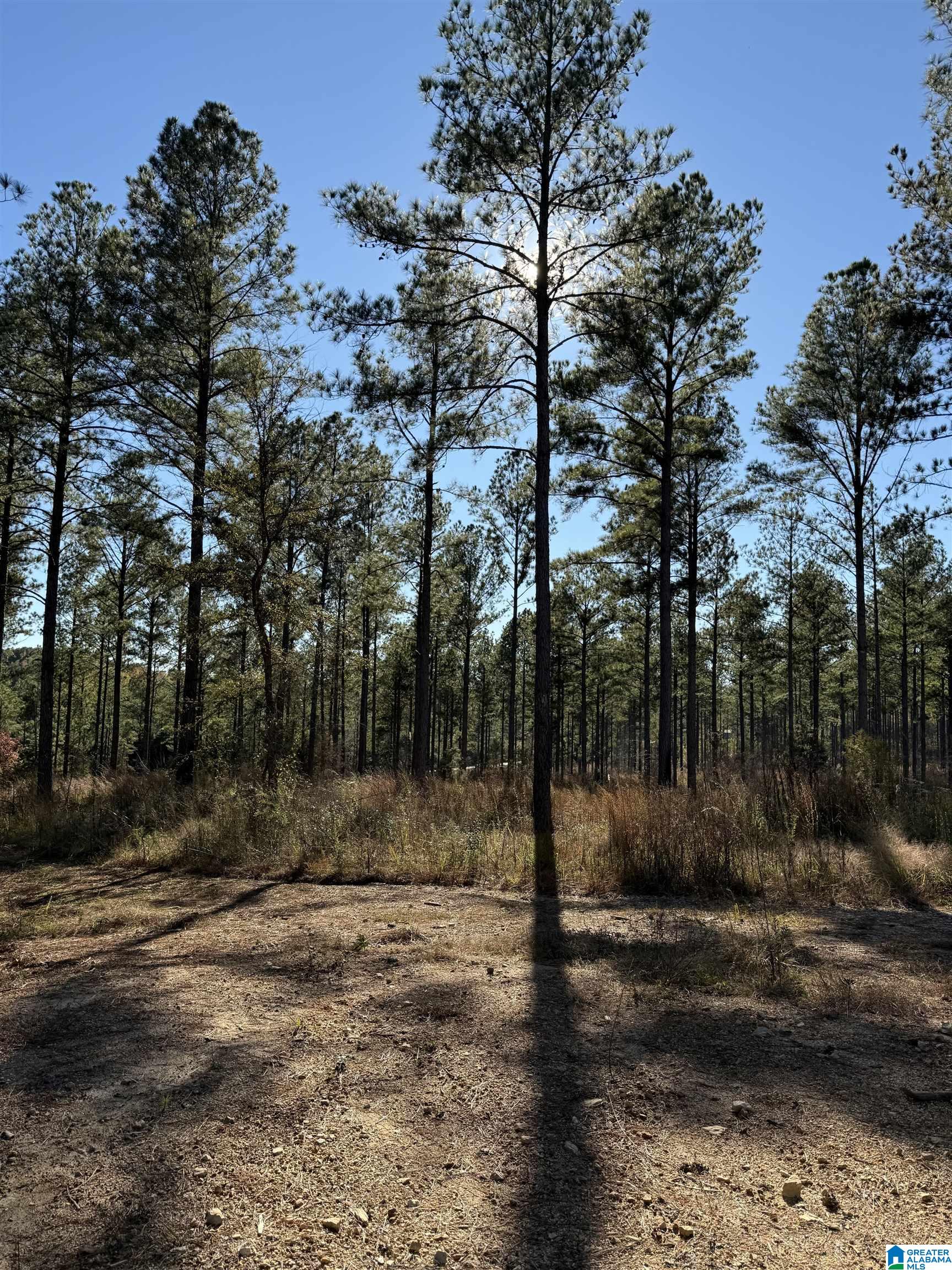 Homes for sale in Munford, AL | 1234 Watts Road, Munford, AL 36268 | MLS# 21451361