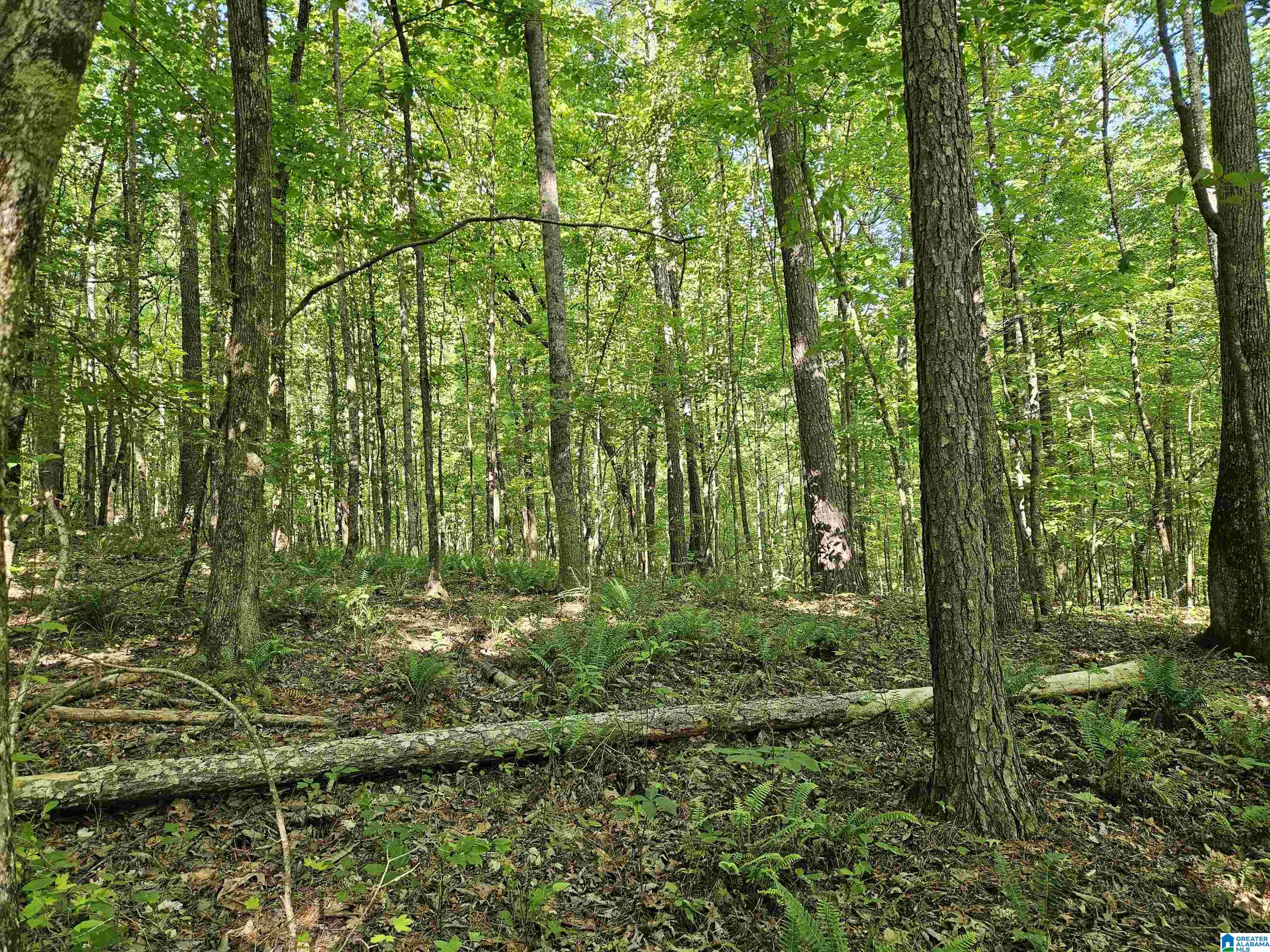 0 MARDIS LANE