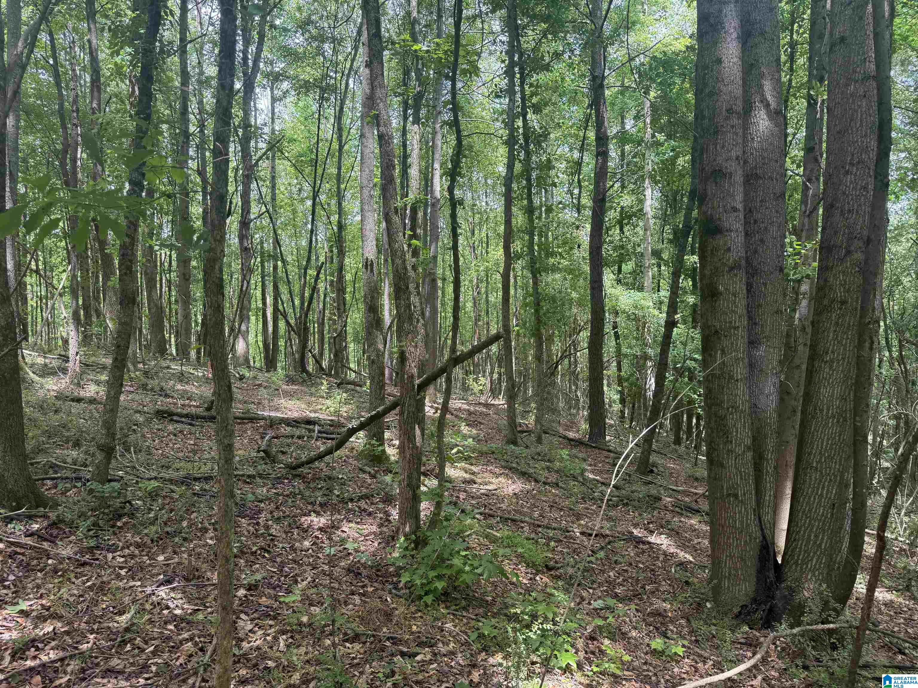 Homes for sale in Ranburne, AL | 0 County Road 670, Ranburne, AL 36273 | MLS# 21451527