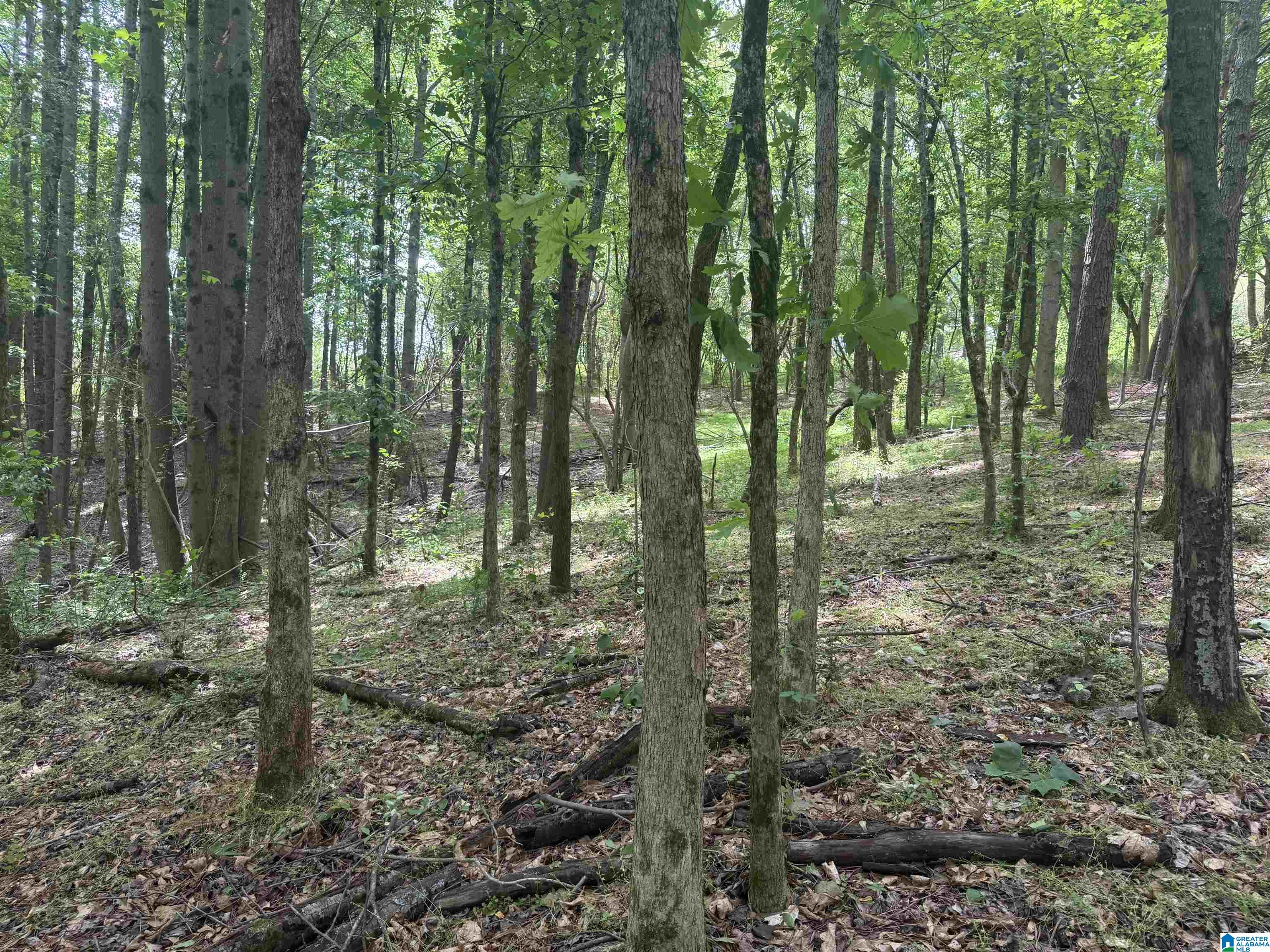 Homes for sale in Ranburne, AL | 0 County Road 670, Ranburne, AL 36273 | MLS# 21451527