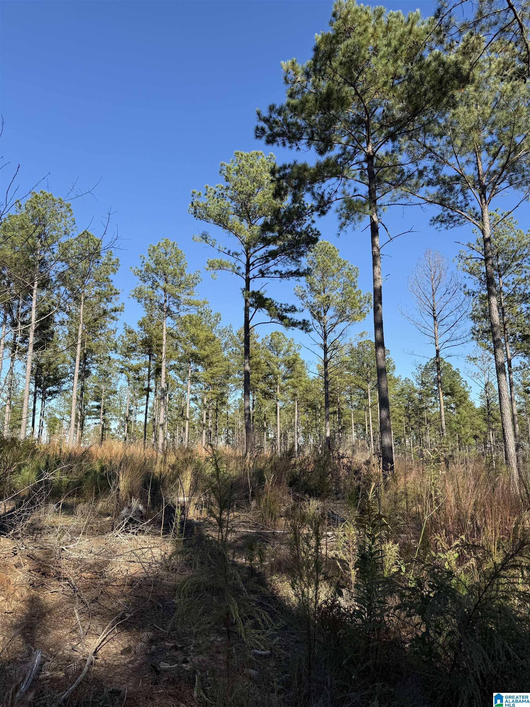 Homes for sale in Munford, AL | 1233 Watts Road, Munford, AL 36268 | MLS# 21452229