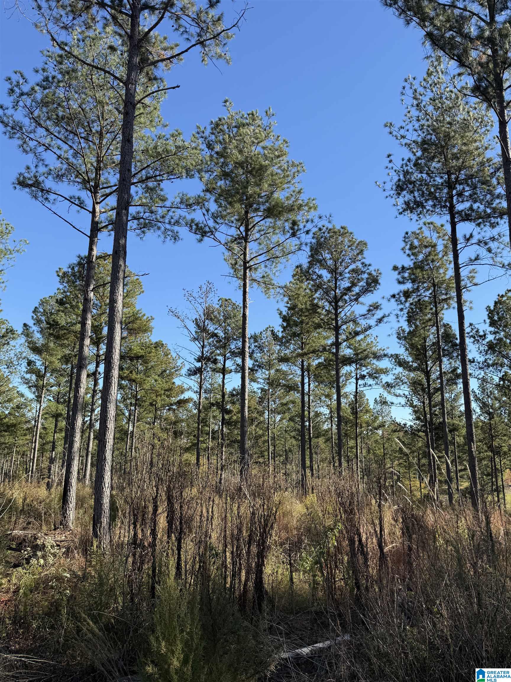 Homes for sale in Munford, AL | 1233 Watts Road, Munford, AL 36268 | MLS# 21452229