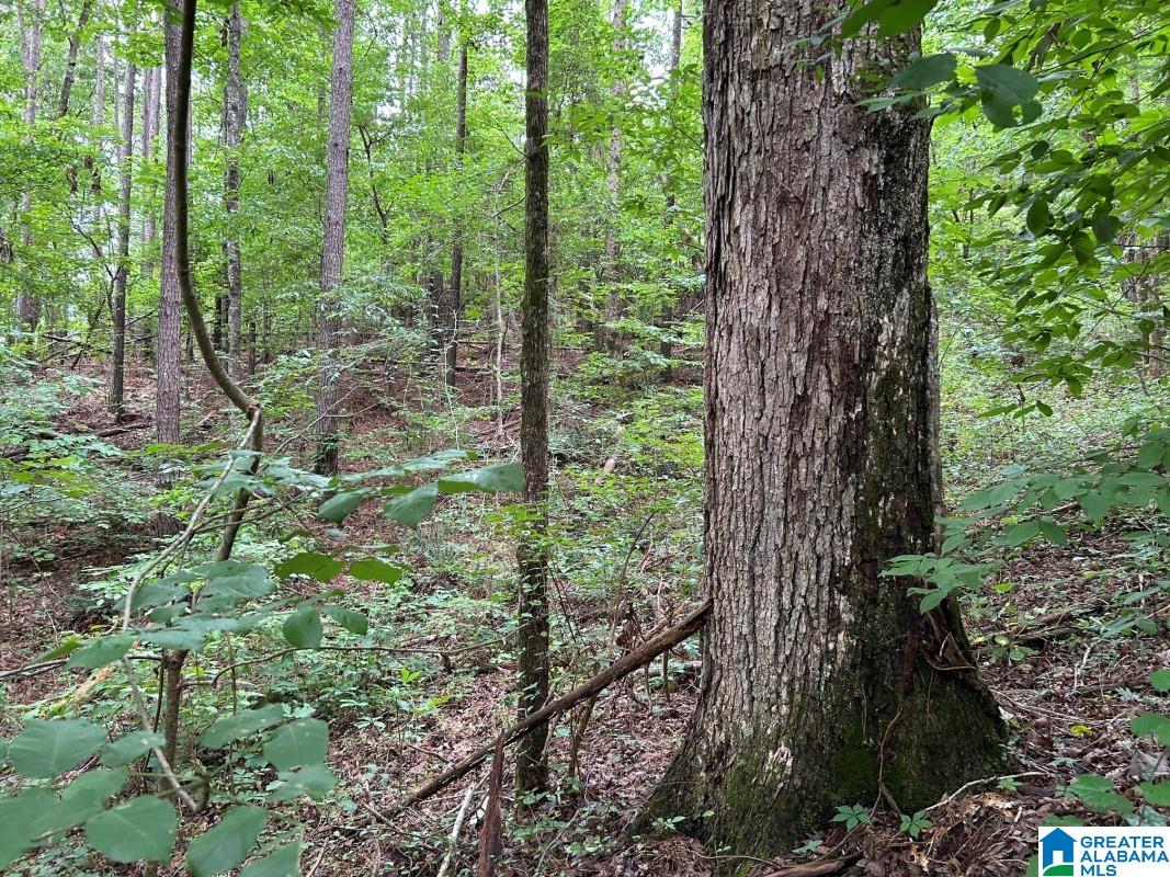 2nd image of 11306 Joe Namath Road, Northport, AL 35475 | MLS# 21453699