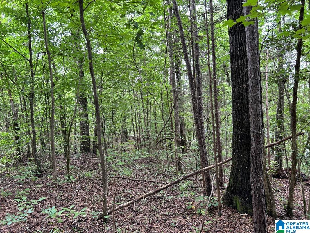 6th image of 11306 Joe Namath Road, Northport, AL 35475 | MLS# 21453699