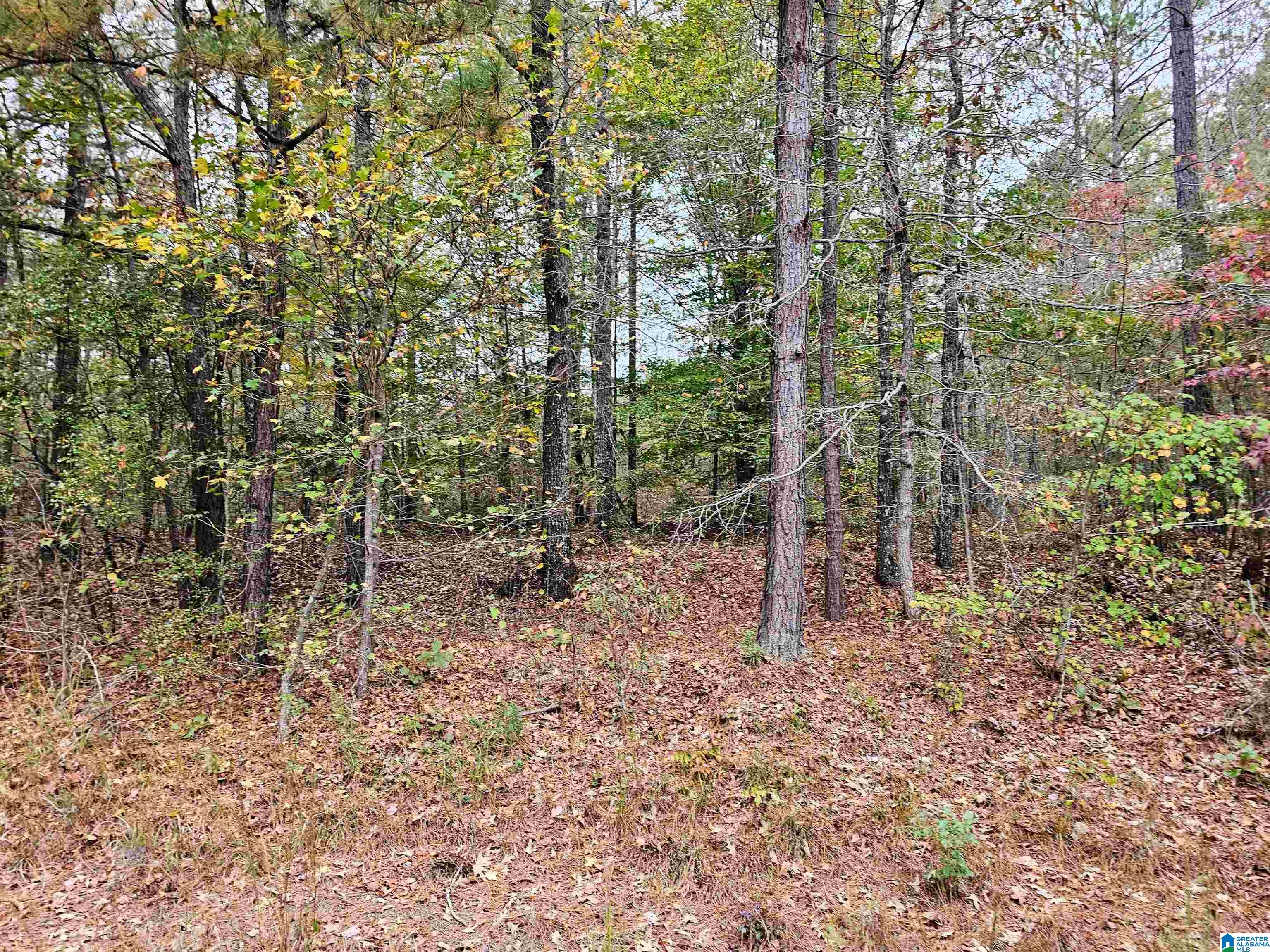 3rd image of Unkn County Road 60, Heflin, AL 36264 | MLS# 21454238
