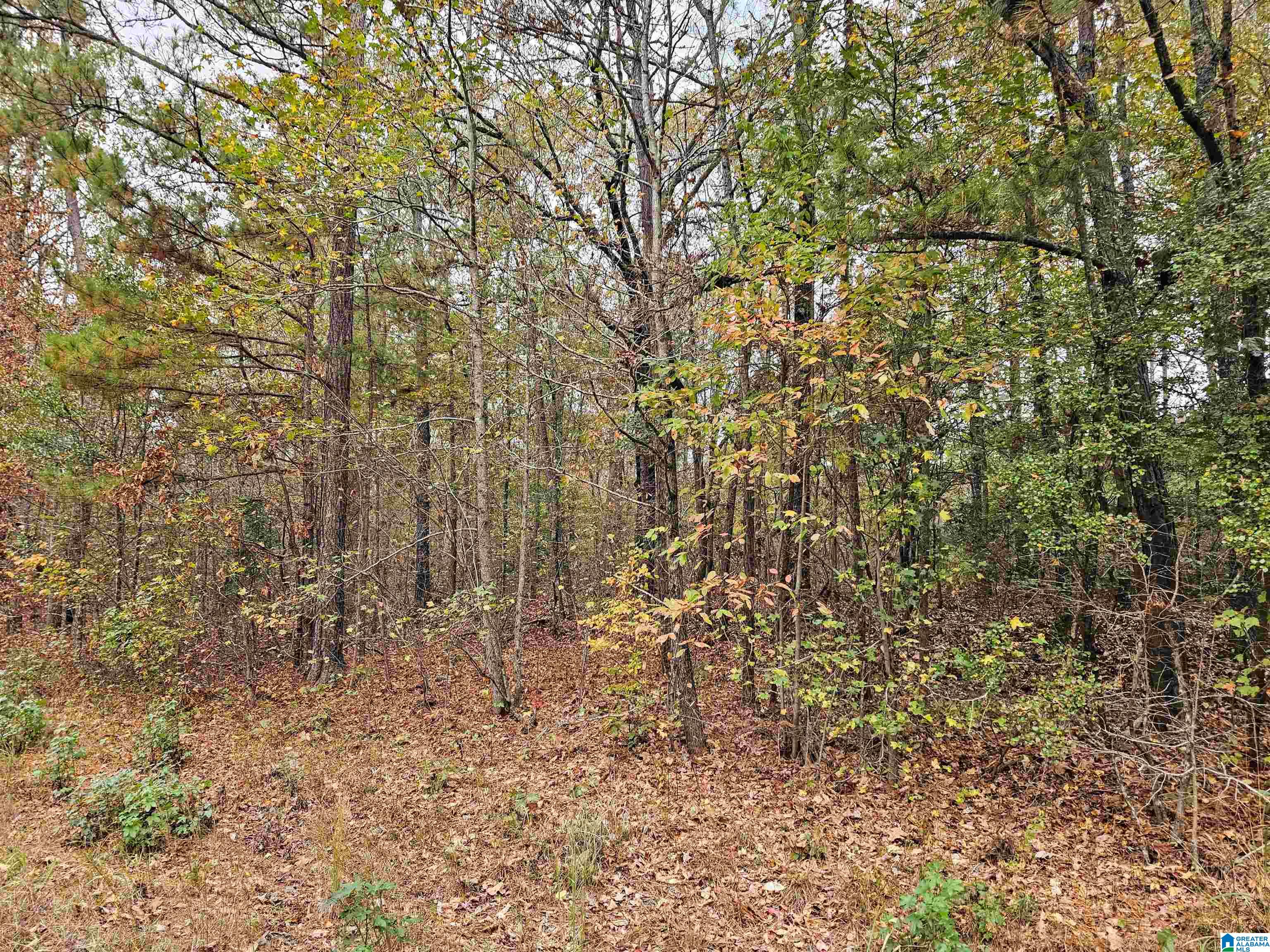 5th image of Unkn County Road 60, Heflin, AL 36264 | MLS# 21454238