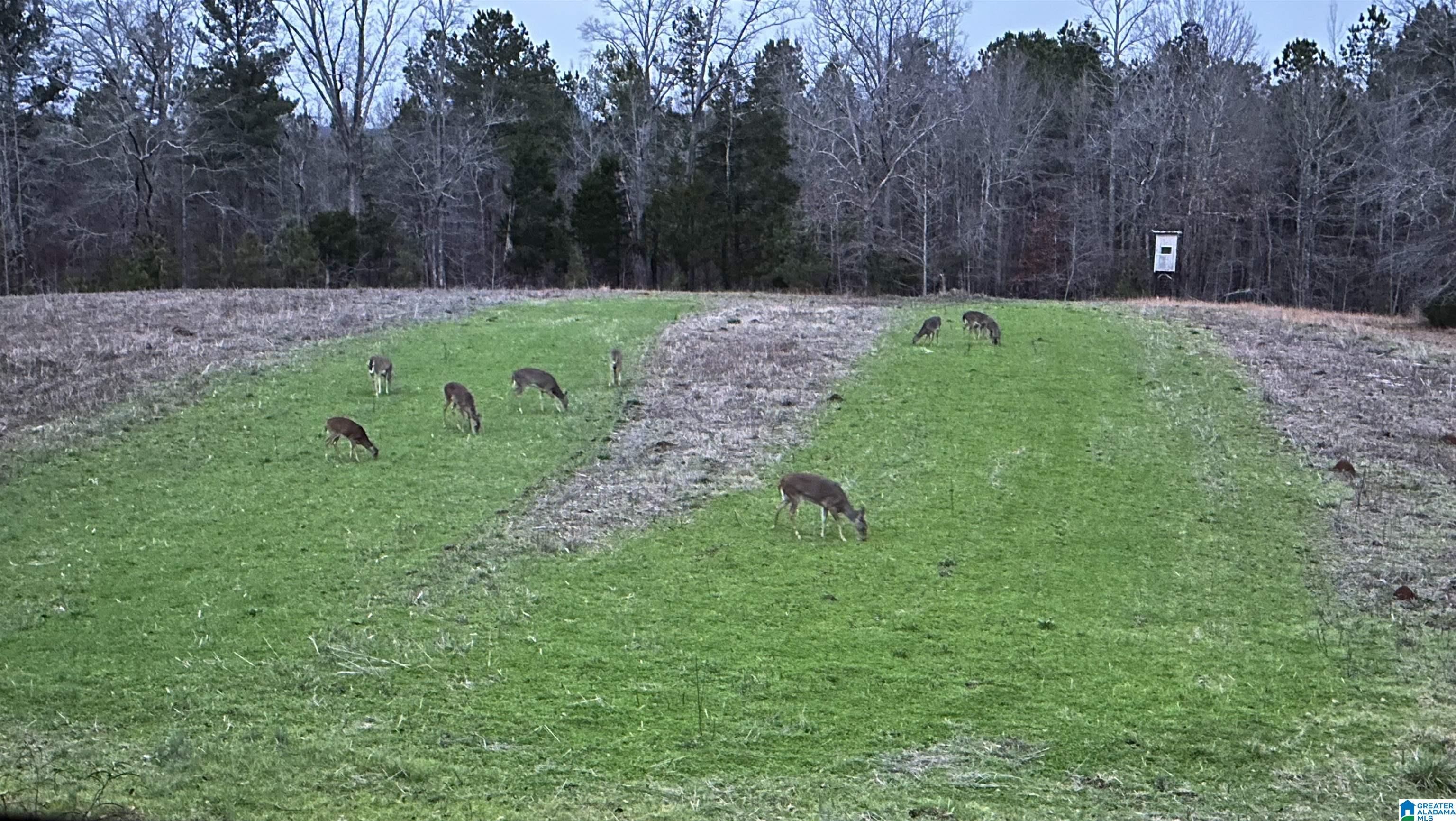 5th image of 0 County Road 7, Wedowee, AL 36278 | MLS# 21455557