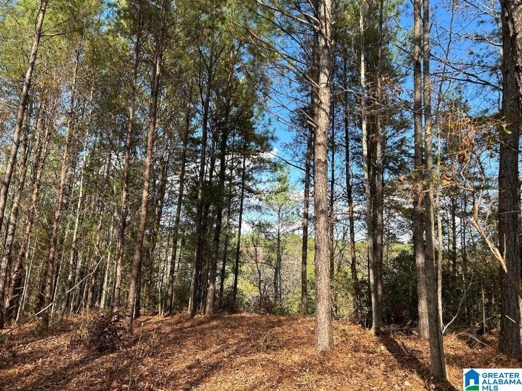 Homes for sale in Northport, AL | 415 Acres N Hagler Road, Northport, AL 35475 | MLS# 21456163