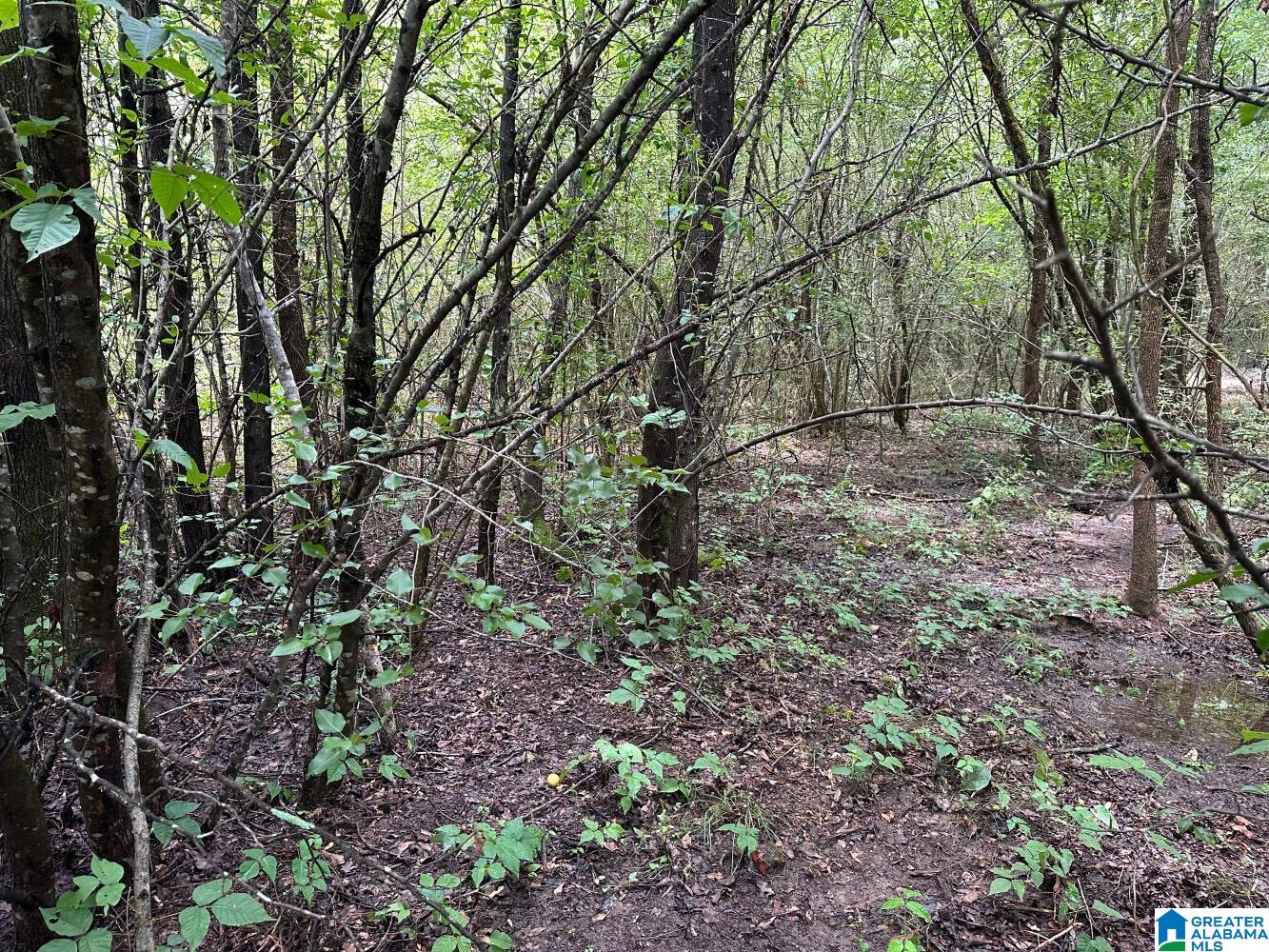 Photo 3 of Land for sale at 09 Acres Branch Cvs, Odenville, AL 35120 | MLS# 21459082 | Listing updated on 2026-07-15