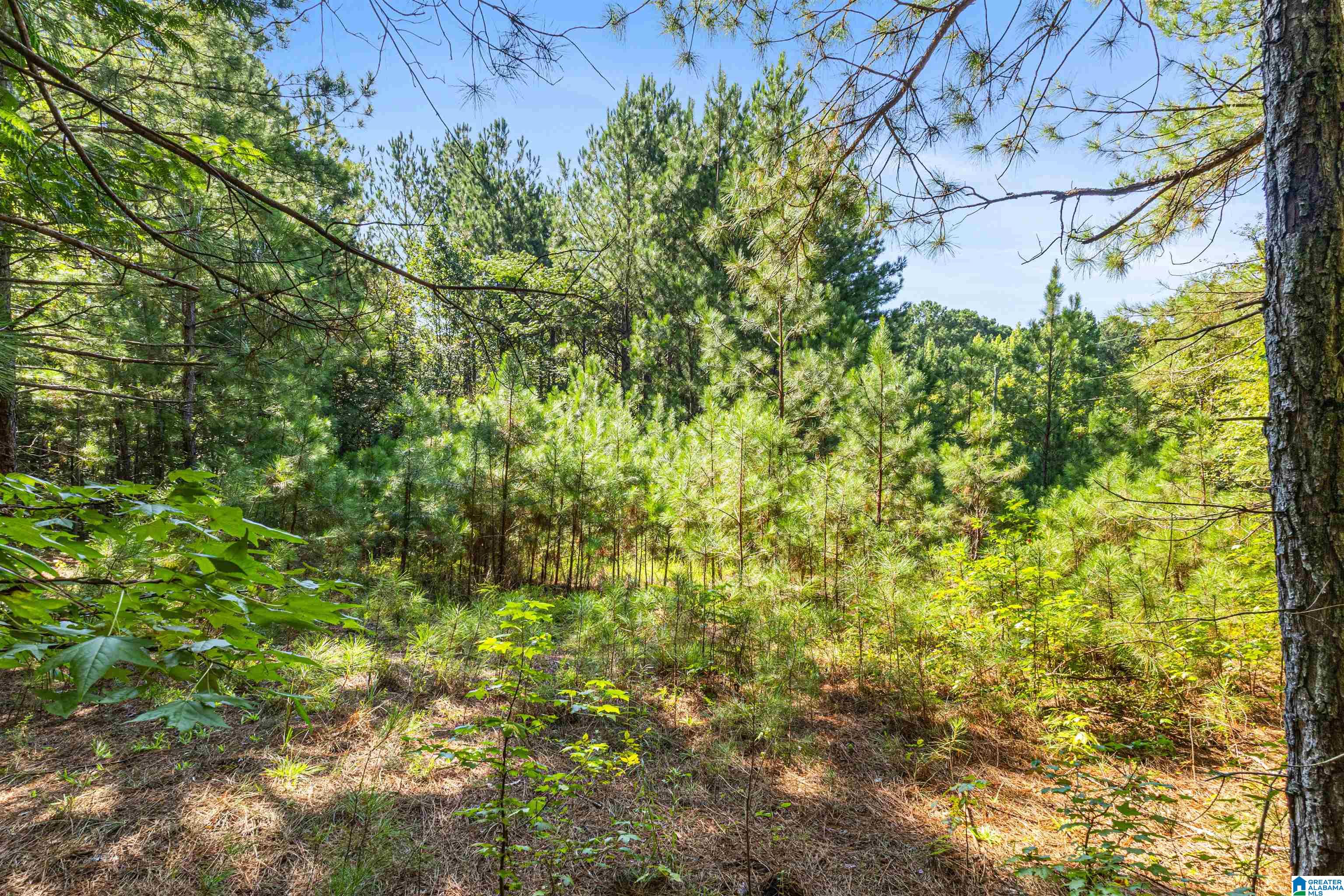 5th image of 6 Acres Old Jacksonville Hwy, Anniston, AL 36206 | MLS# 21462279
