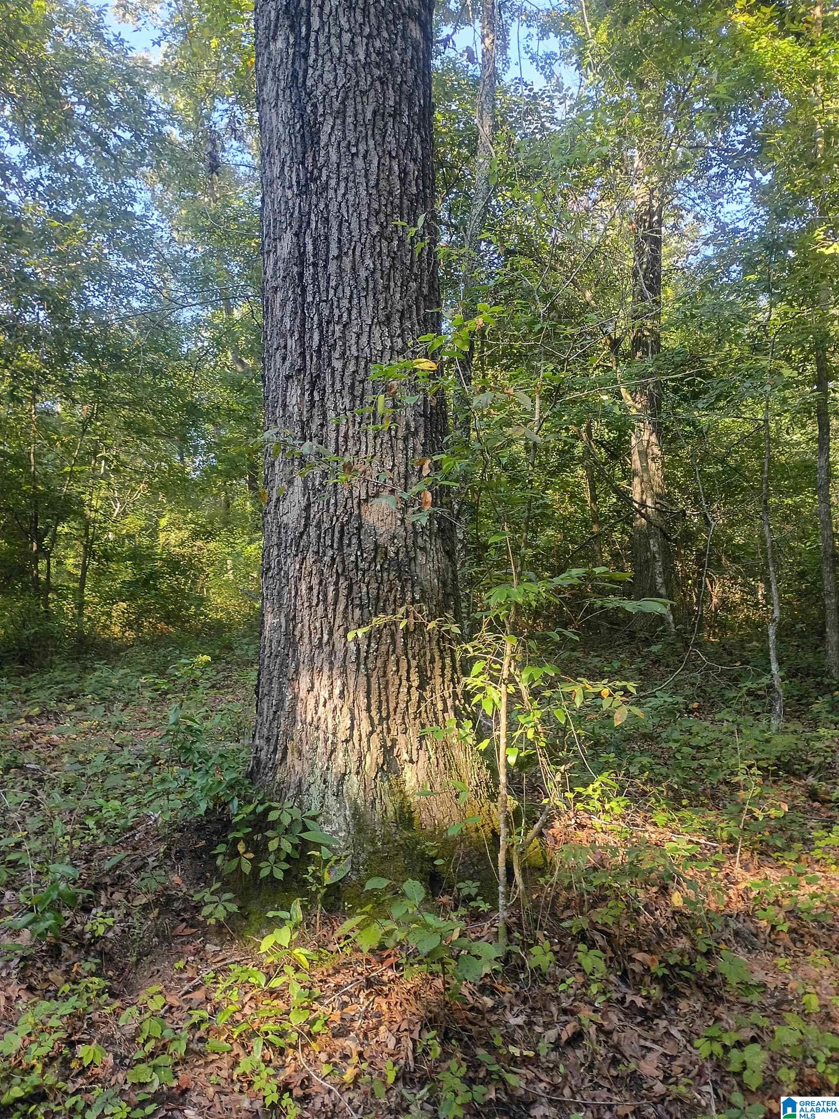1st image of 007 Mckesie Street, Riverside, AL 35135 | MLS# 21462582