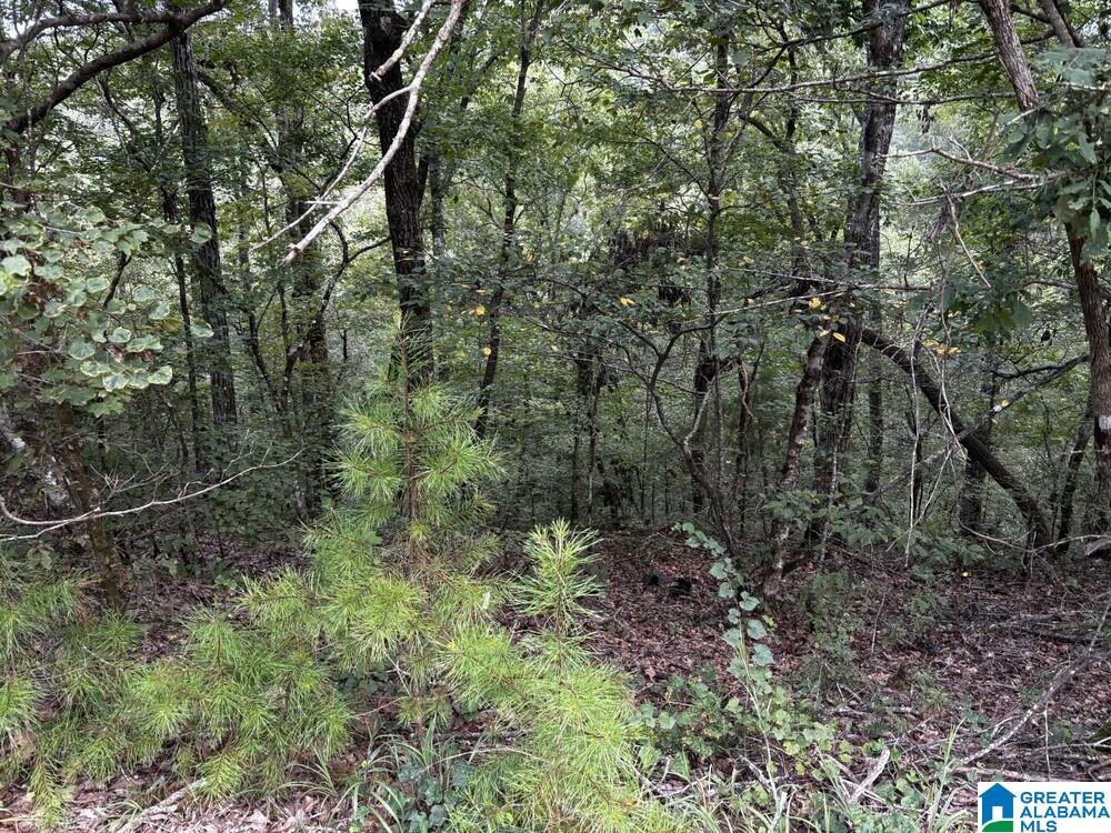 1st image of 63 +/  Acres Stanley Road, Brookwood, AL 35444 | MLS# 21463202
