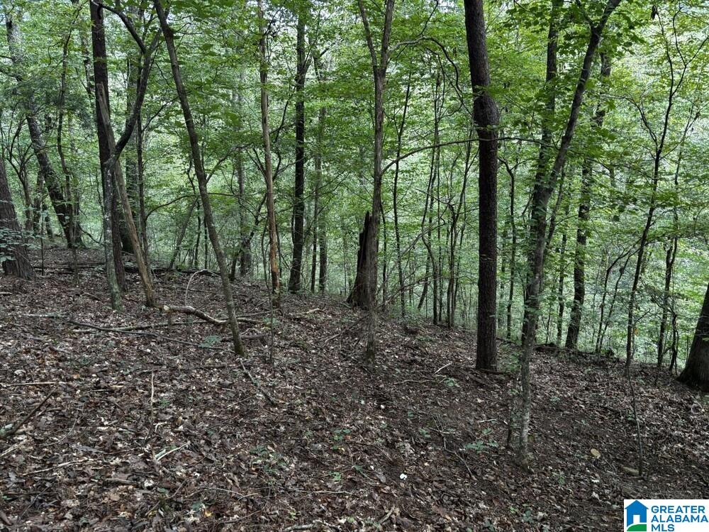2nd image of 63 +/  Acres Stanley Road, Brookwood, AL 35444 | MLS# 21463202