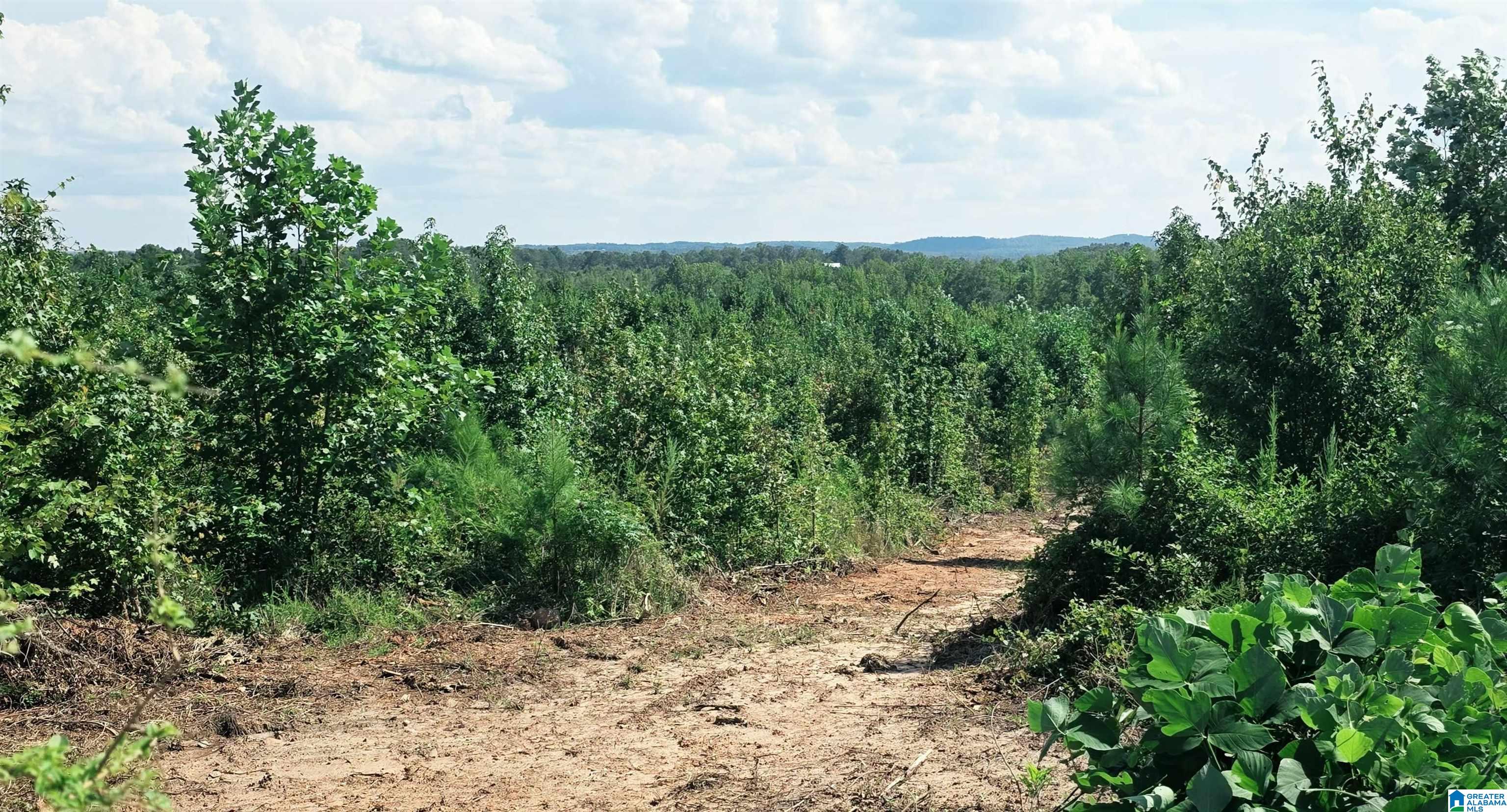 11th image of Tract 7 County Road 256, Wedowee, AL 36278 | MLS# 21463520