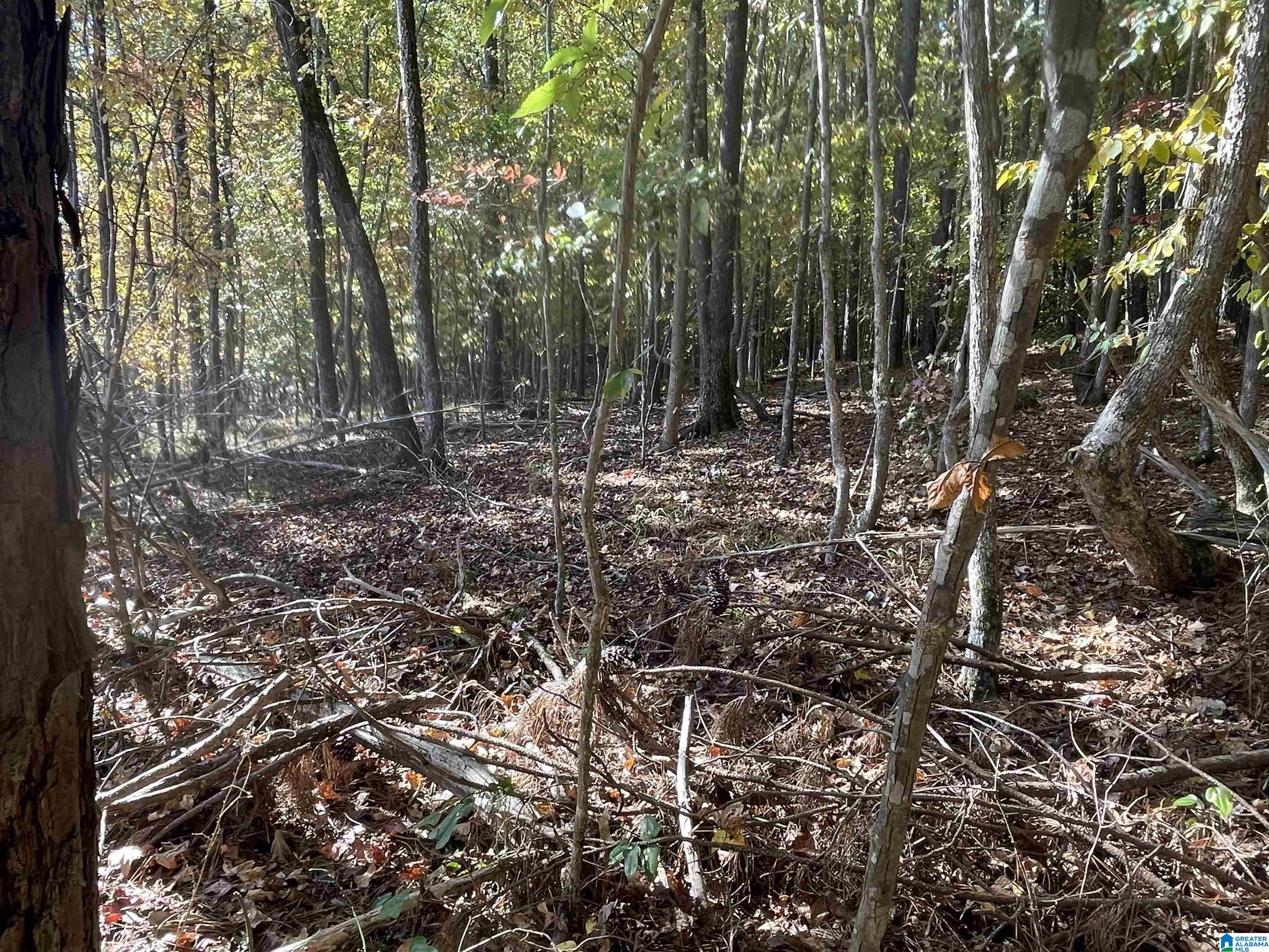 Photo 1 of Land for sale at Lot #1 Hwy 75, Oneonta, AL 35121 | MLS# 21463831 | Listing updated on 2026-09-02