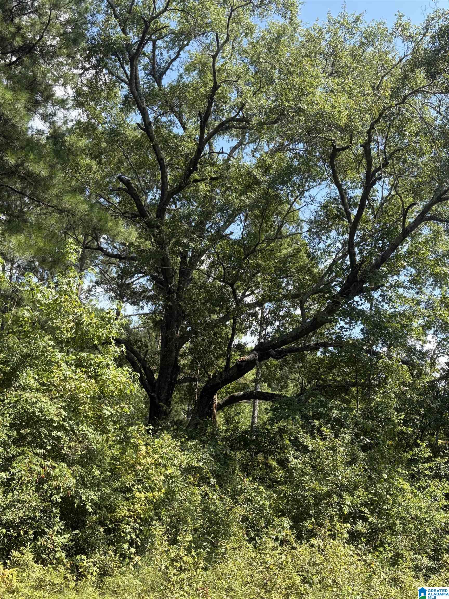 Photo 4 of Land for sale at 0 County Rd 490, Clanton, AL 35046 | MLS# 21464167 | Listing updated on 2026-09-04