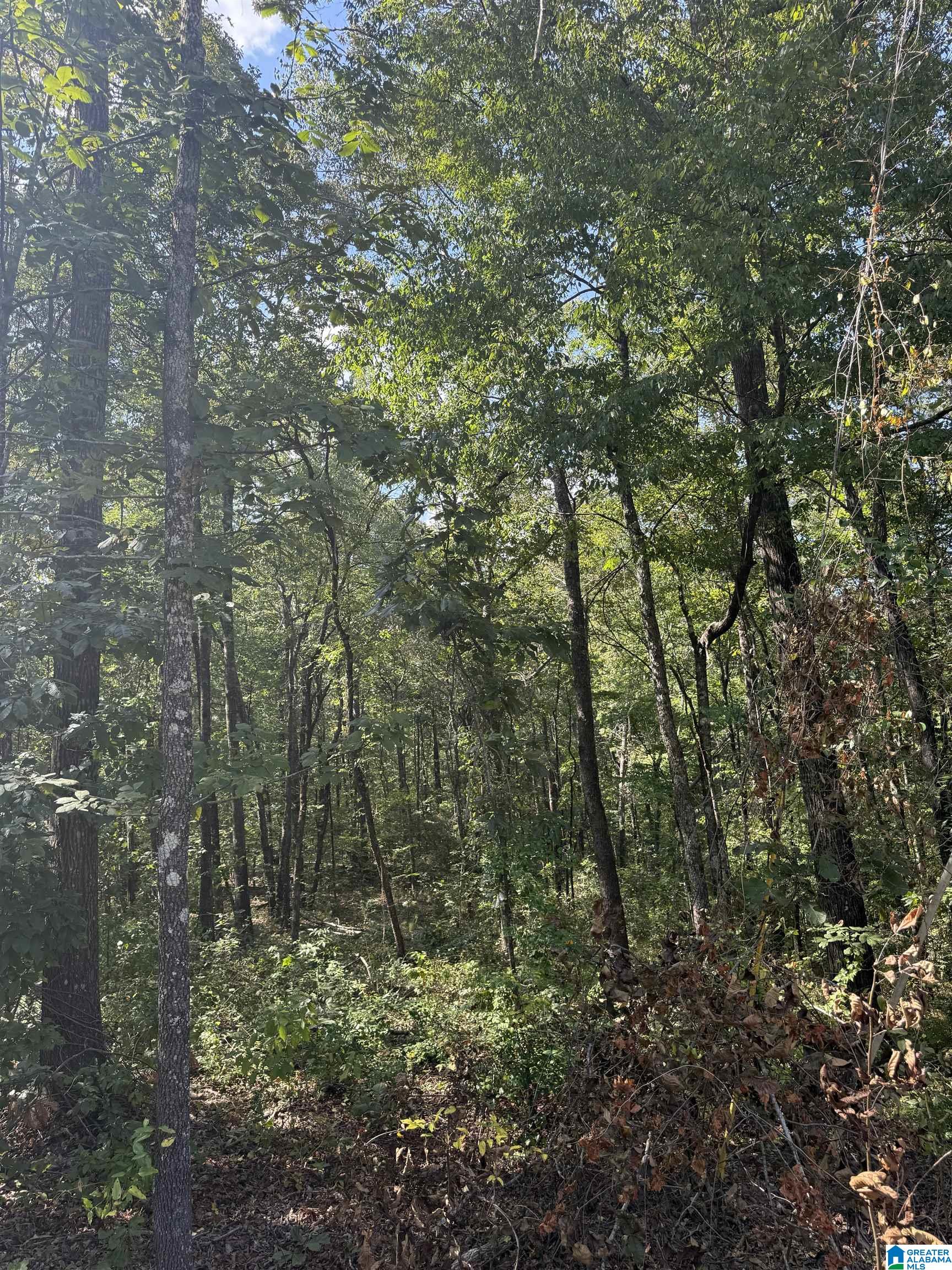 Land for sale at 67 Quail Ct, WILSONVILLE, AL 35186 | MLS# 21465253