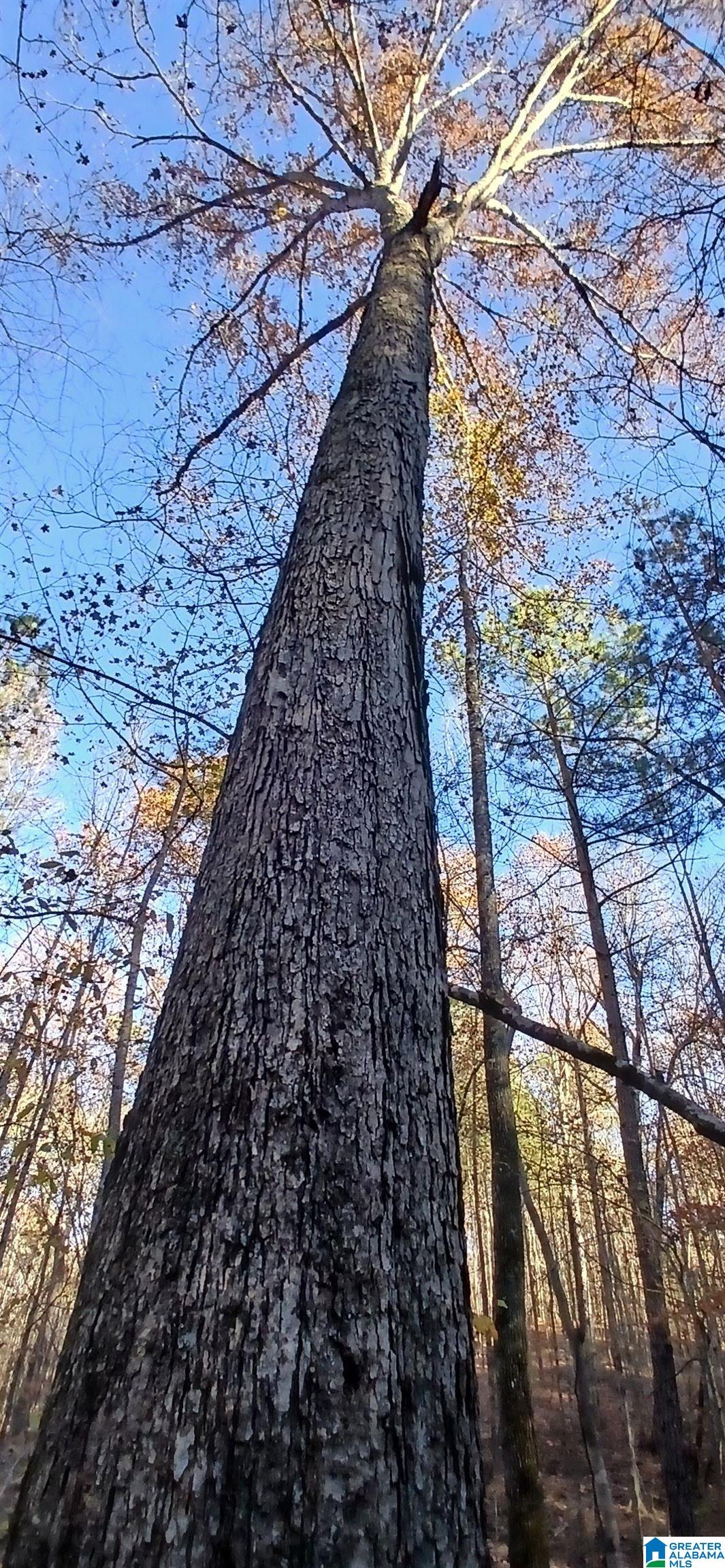 Photo 4 of Land for sale at 0 Blackjack Rd, Trussville, AL 35173 | MLS# 21465500 | Listing updated on 2026-09-19