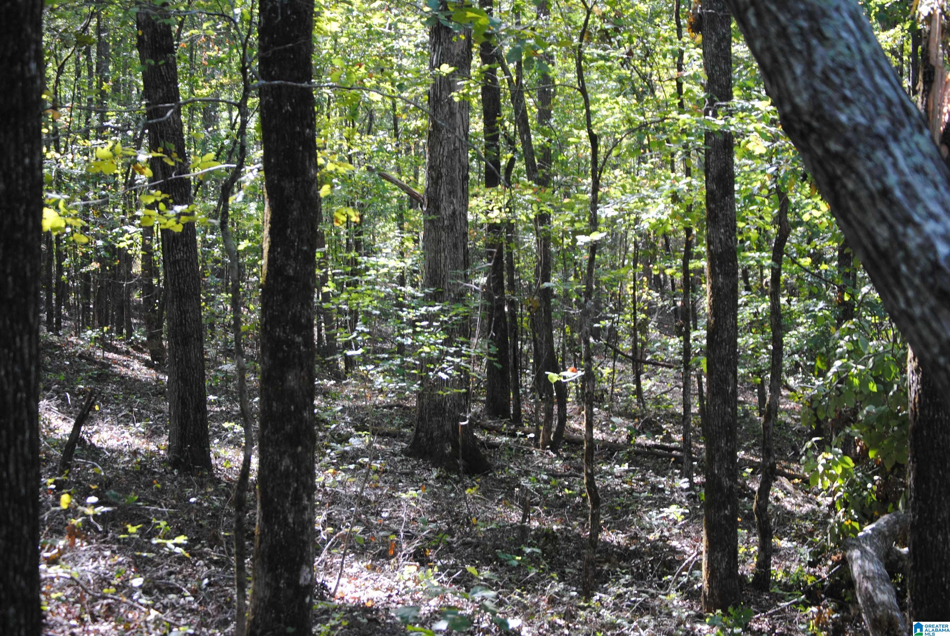 Photo 3 of Single family home for sale at 0 County Rd 617, Roanoke, AL 36274 | MLS# 21467772 | Listing updated on 2026-10-22