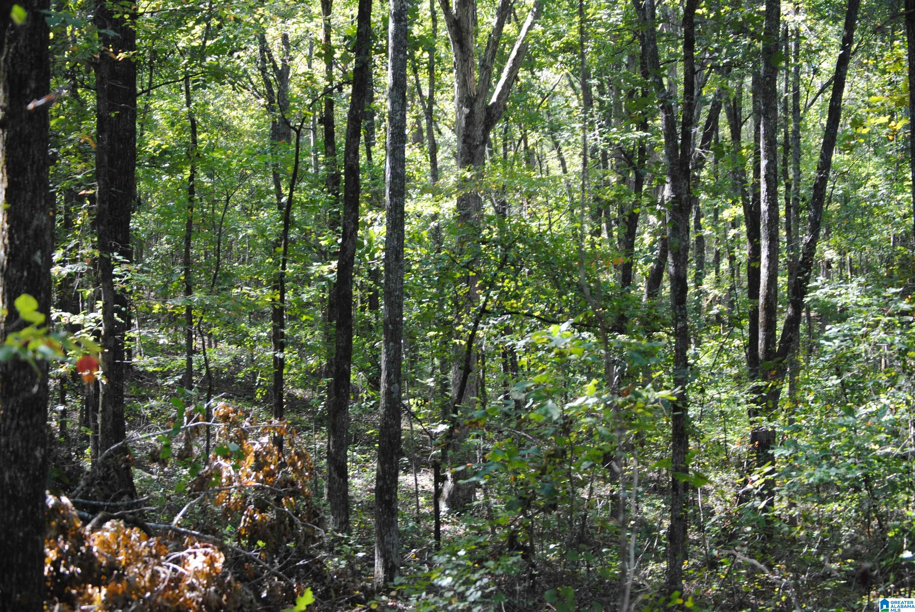 Photo 4 of Single family home for sale at 0 County Rd 617, Roanoke, AL 36274 | MLS# 21467772 | Listing updated on 2026-10-22