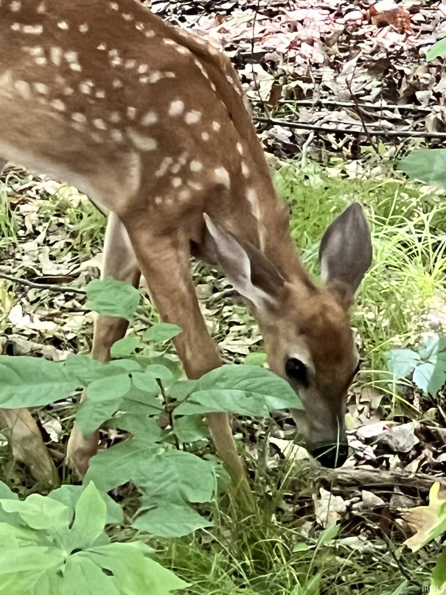Photo 33 of 80 Valley Gorge Pass