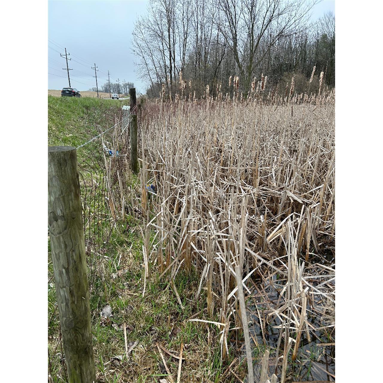 View of local wilderness