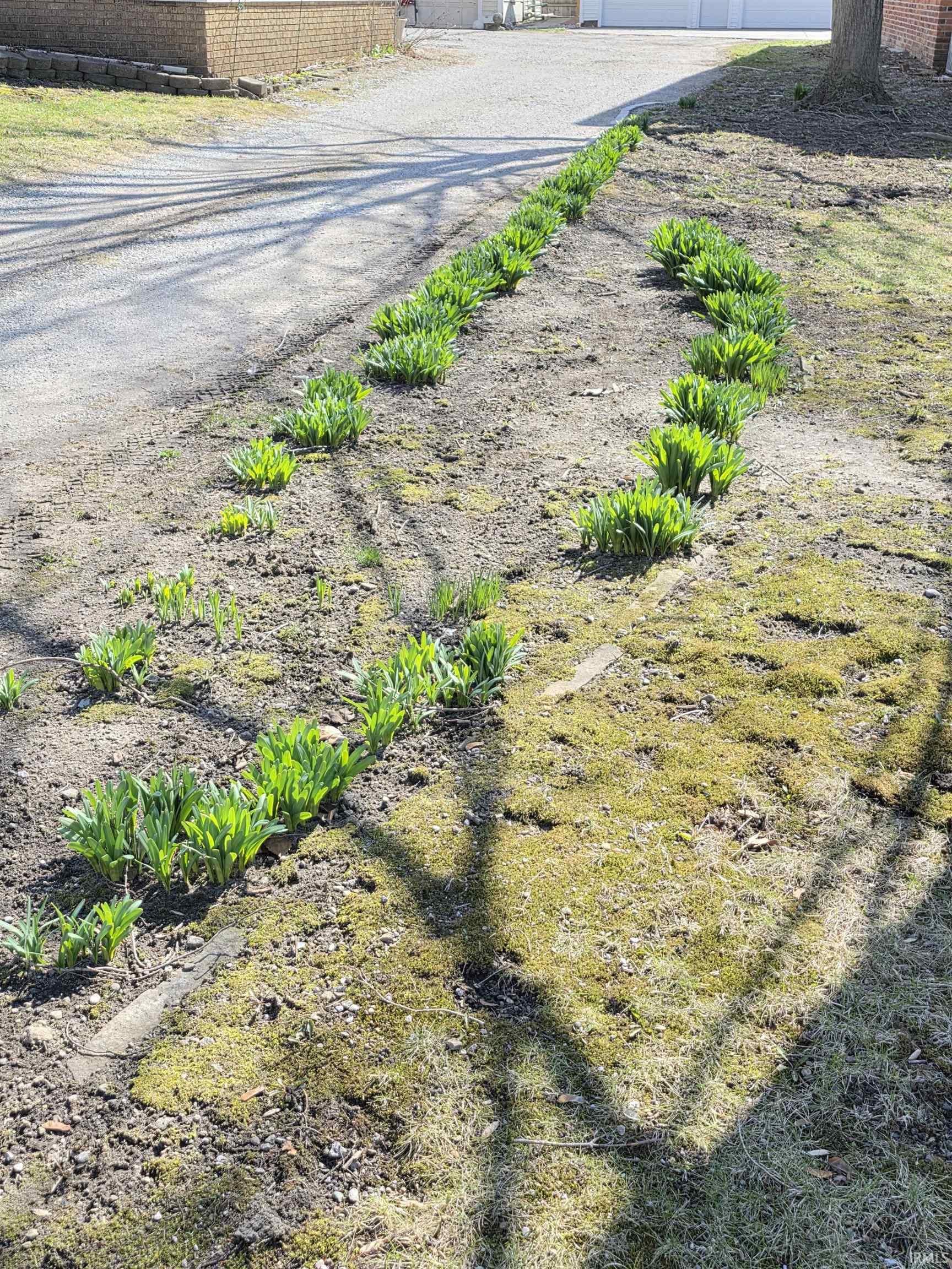 Beautiful daffodils that will come up yearly