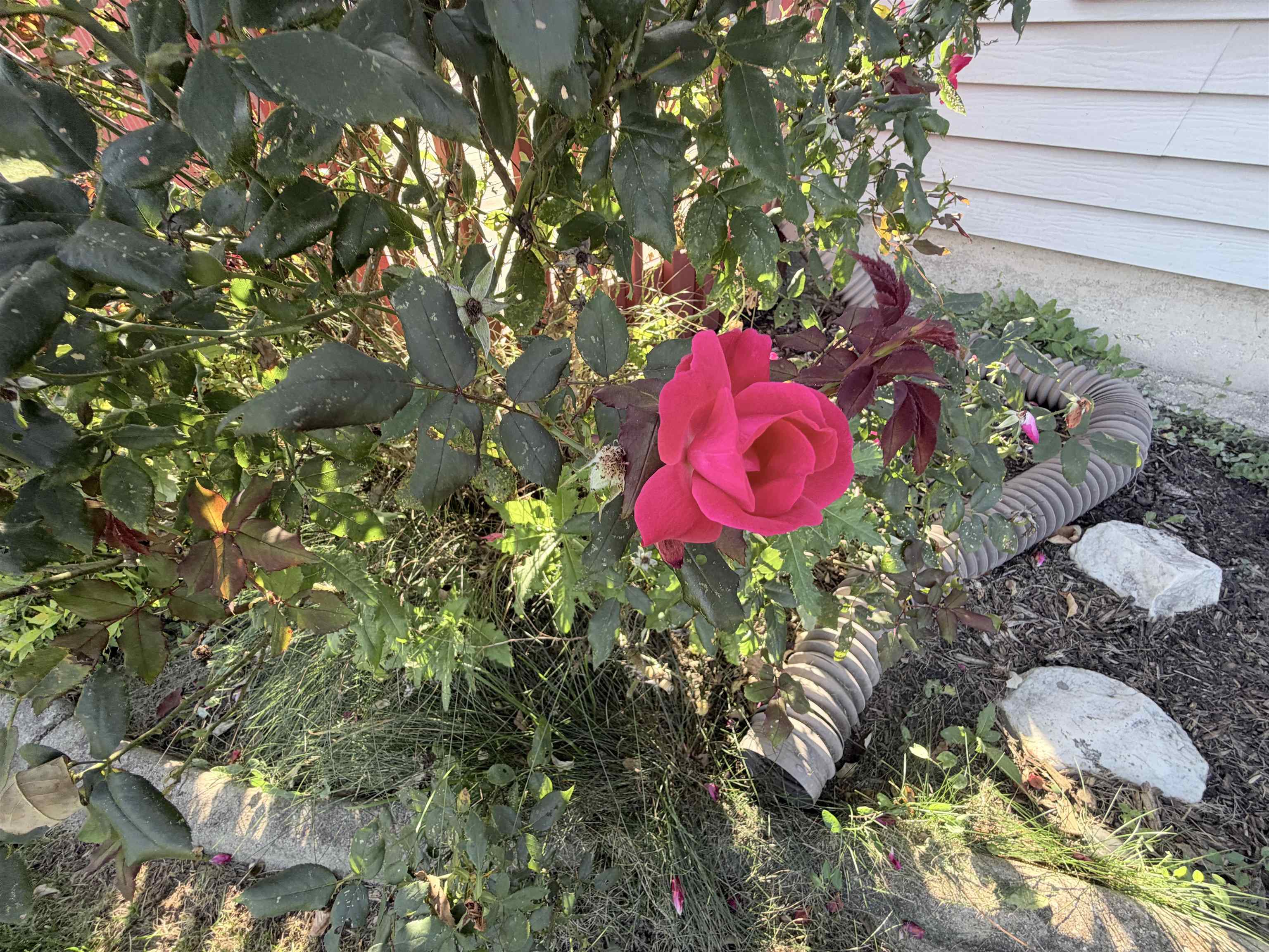 Landscape planting featuring a mature rose bush, stone border, and siding exterior