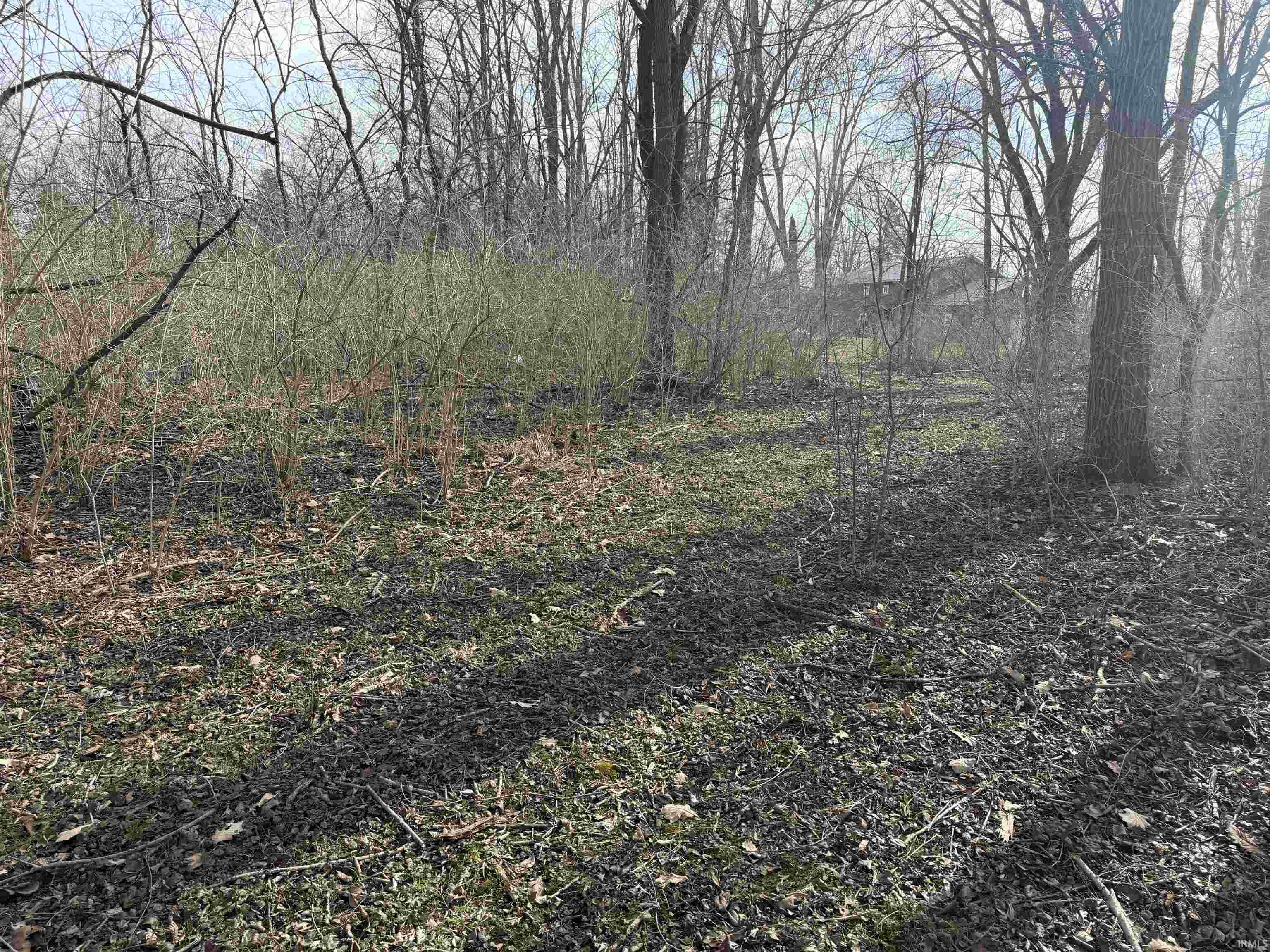 View of local wilderness