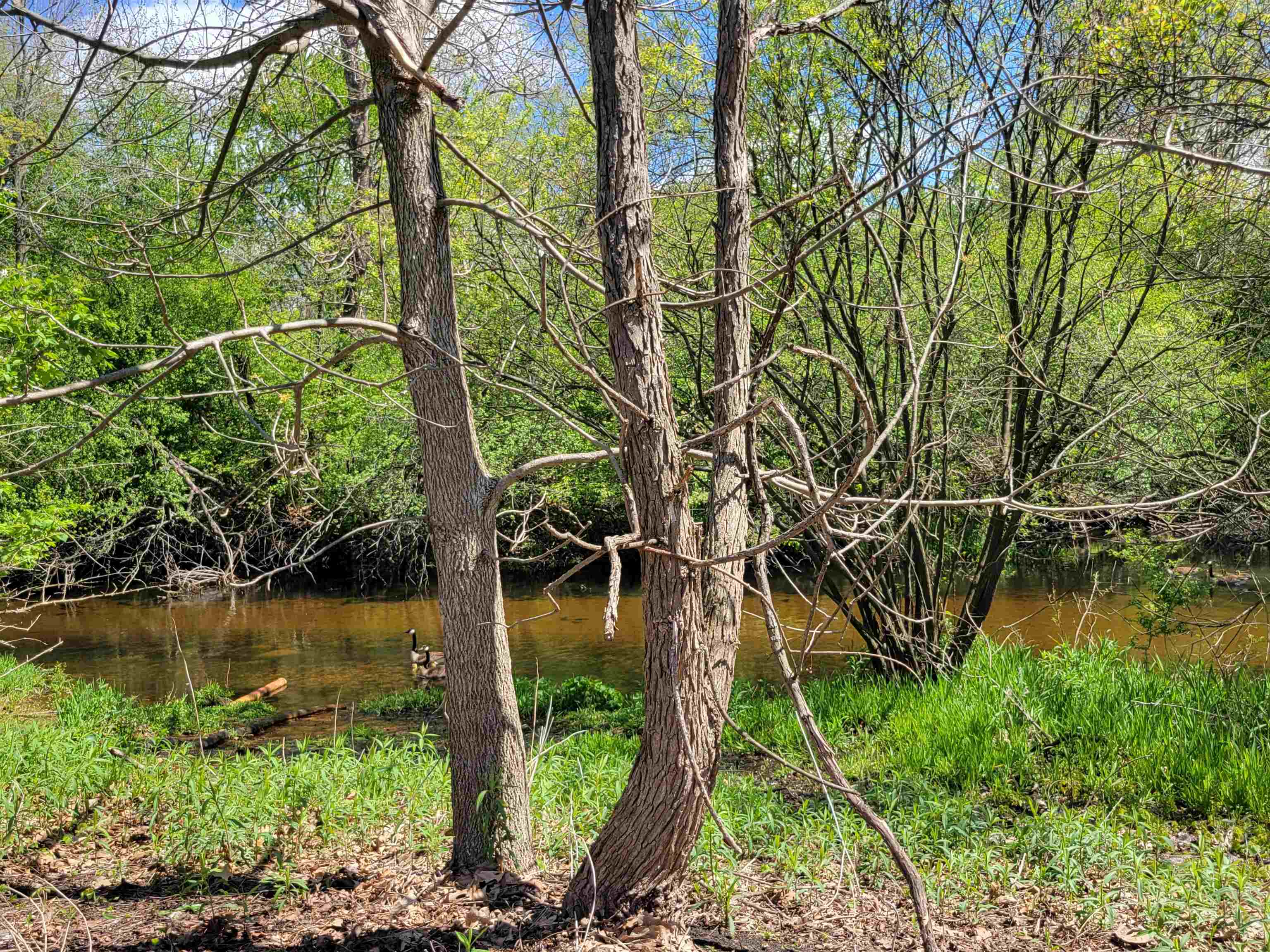 Wooded riverfront property featuring mature trees and a natural watercourse