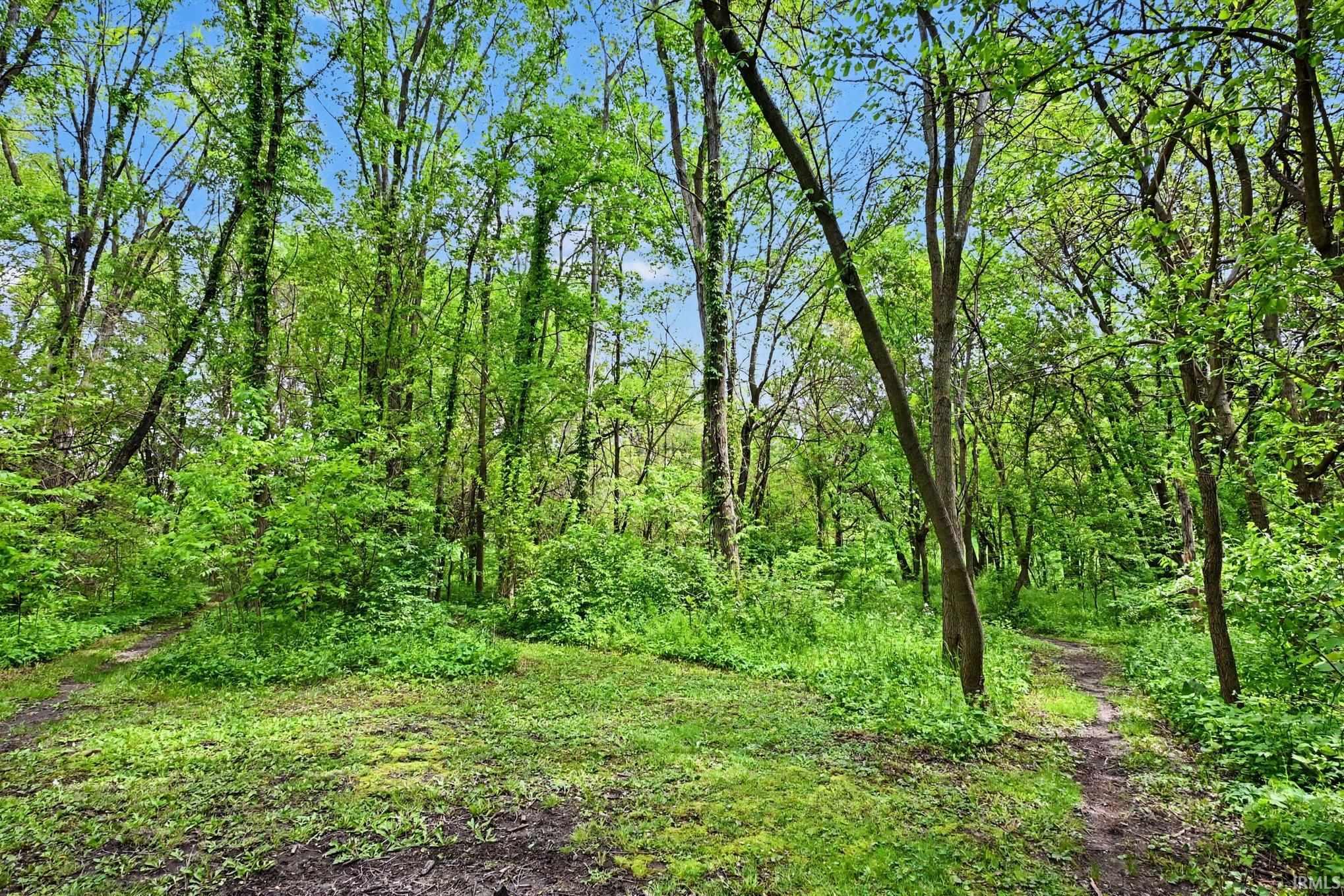 Expansive wooded area featuring mature trees and lush green foliage