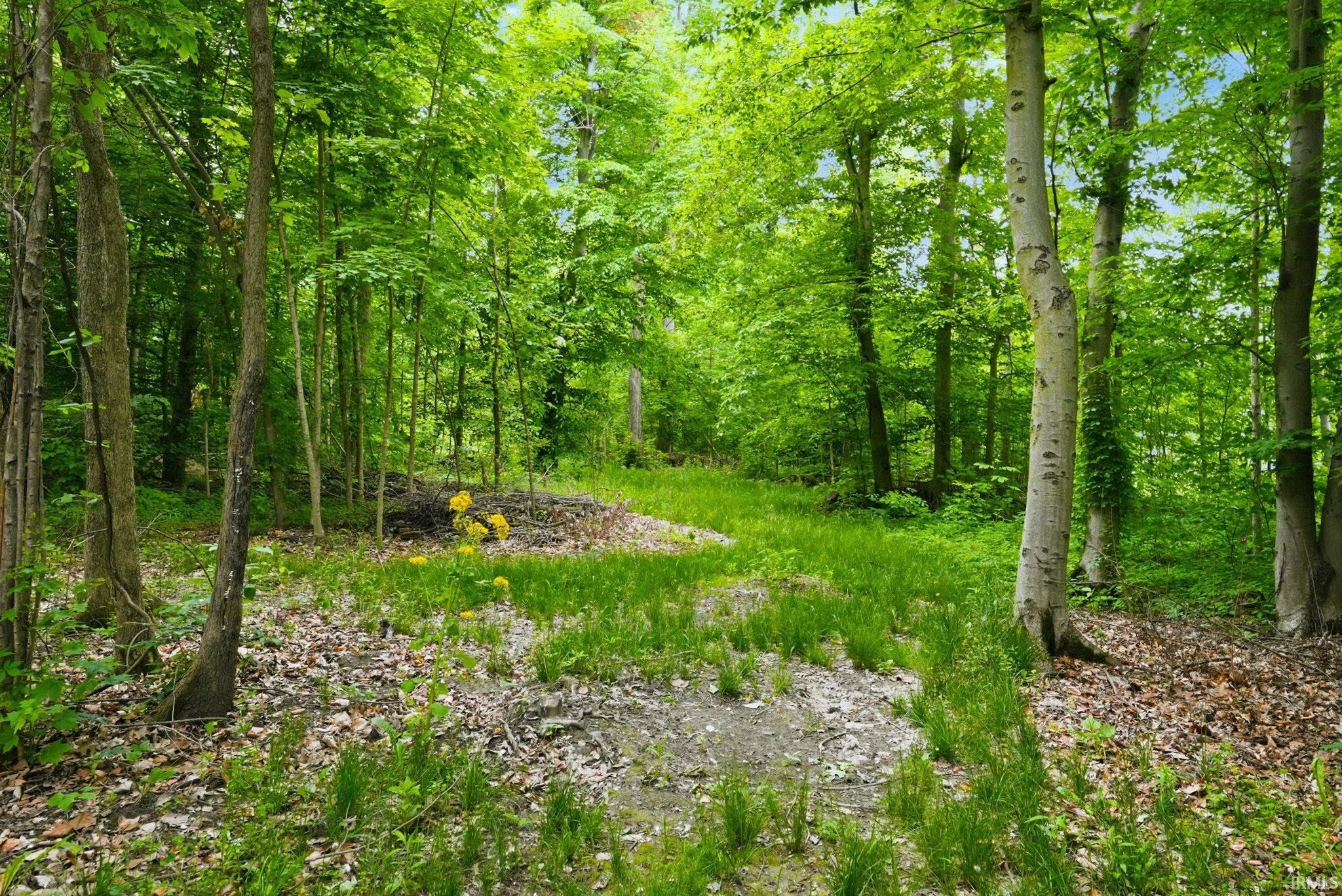 Mature wooded lot featuring varied tree species and natural ground cover