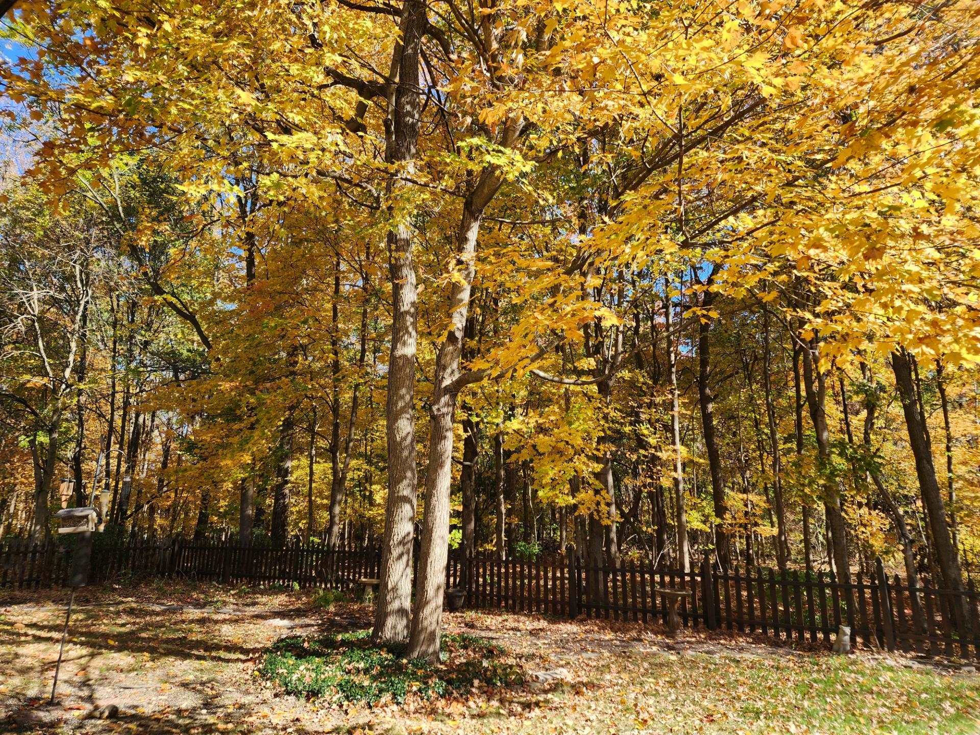 Mature tree with vibrant yellow foliage, complemented by a rustic wooden fence and natural ground cover