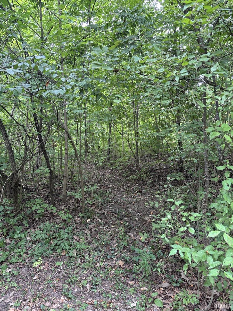 Wooded landscape featuring a natural ground path, mature trees, and dense green foliage