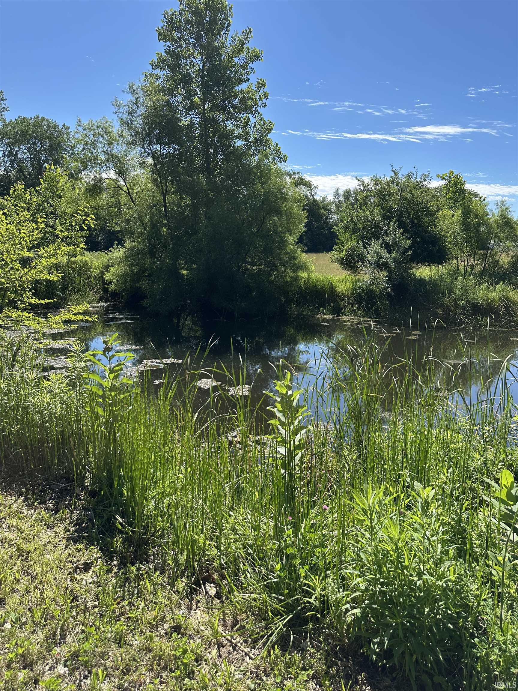 Natural water feature surrounded by lush greenery and mature trees